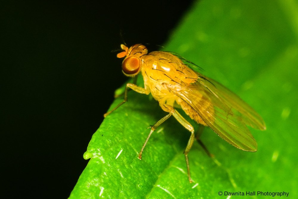 Neogriphoneura sordida (Beach Fly)