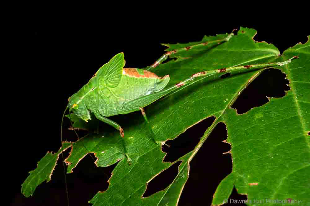 Lesser Angle-winged Katydid