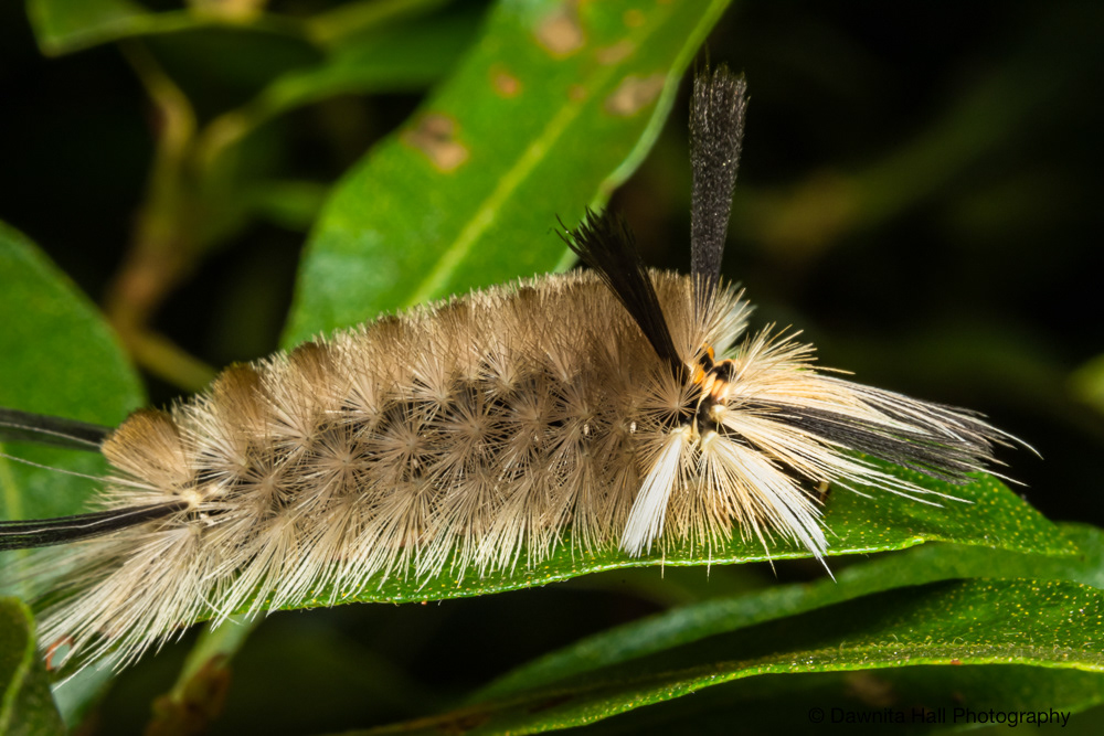Tussock Moth Caterpillar