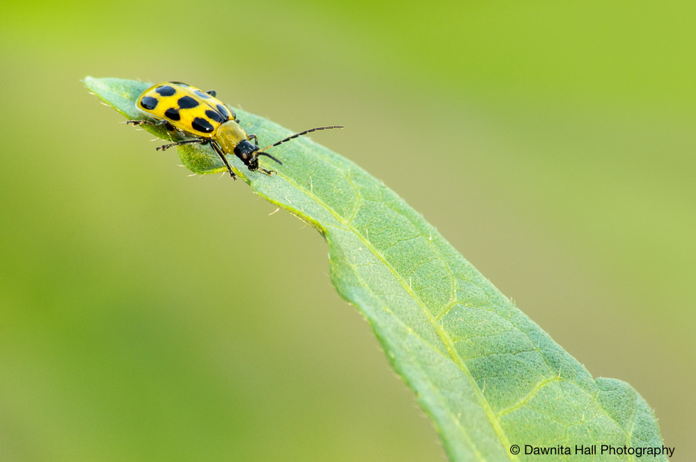 Spotted Cucumber Beetle
