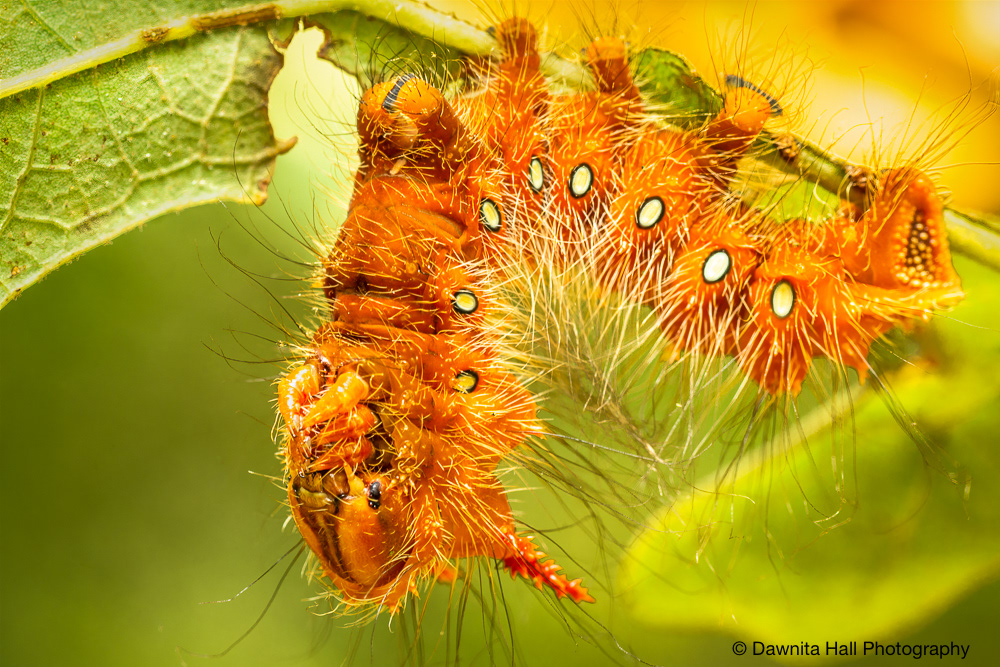 Imperial Moth Caterpillar