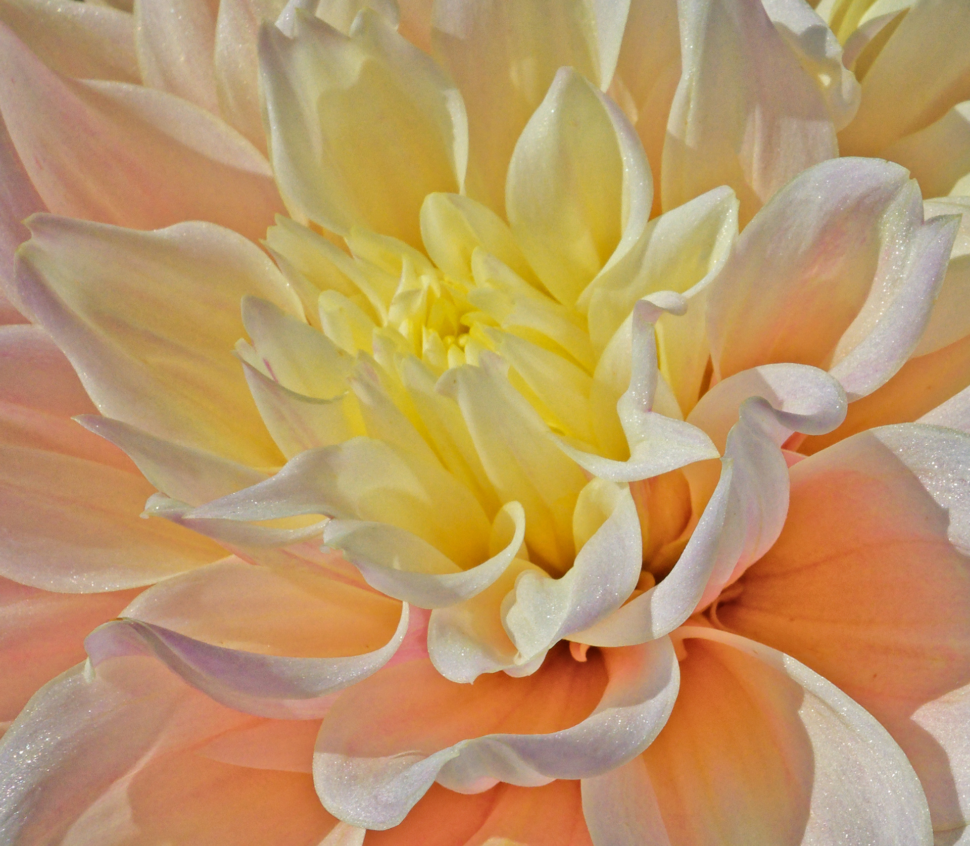 Inner Dahlia