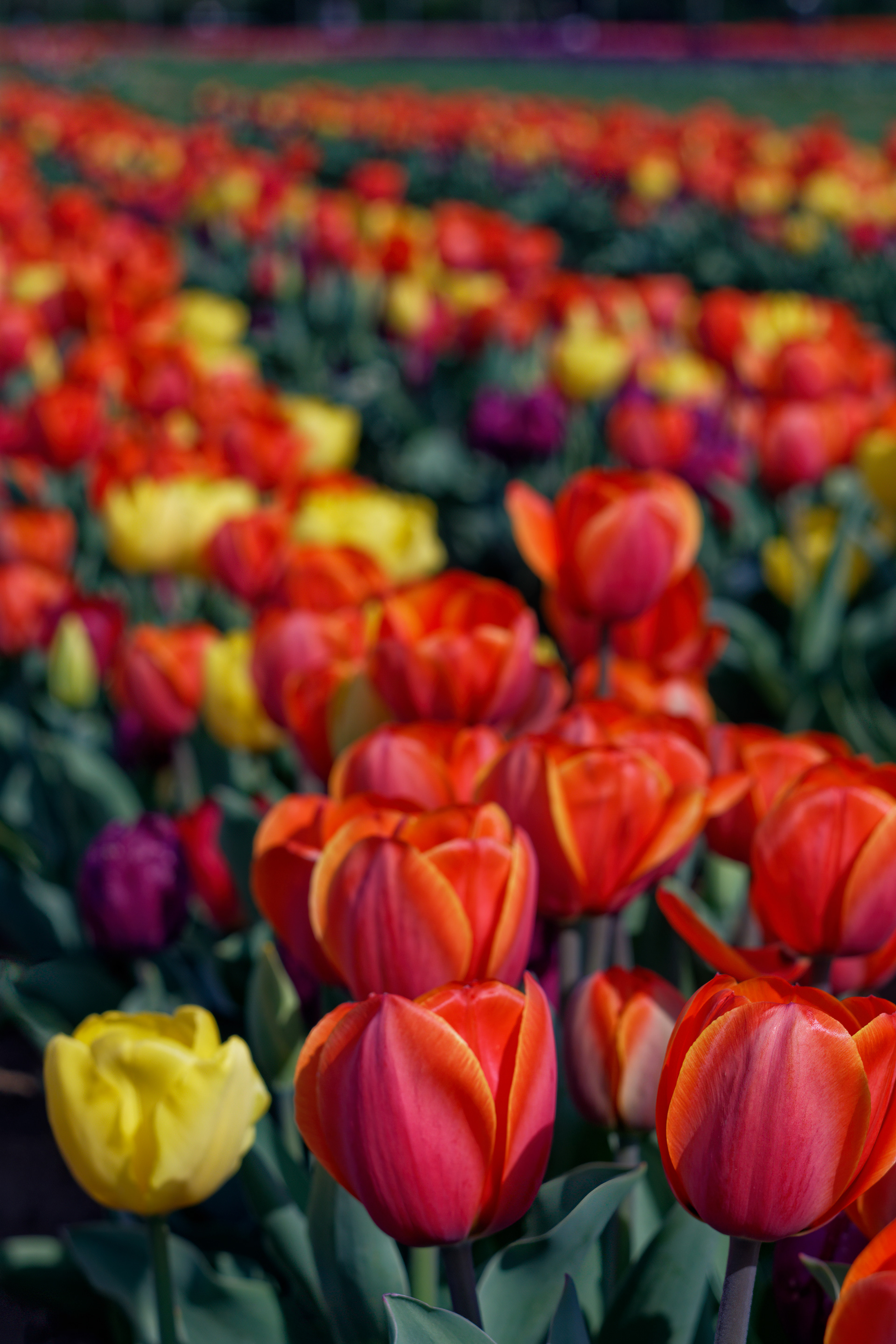 Endless Tulips