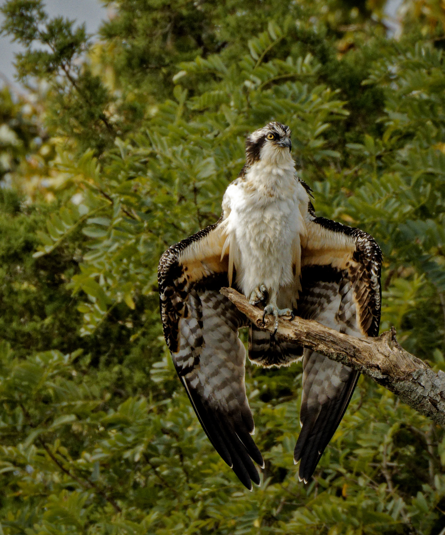 Osprey Perching