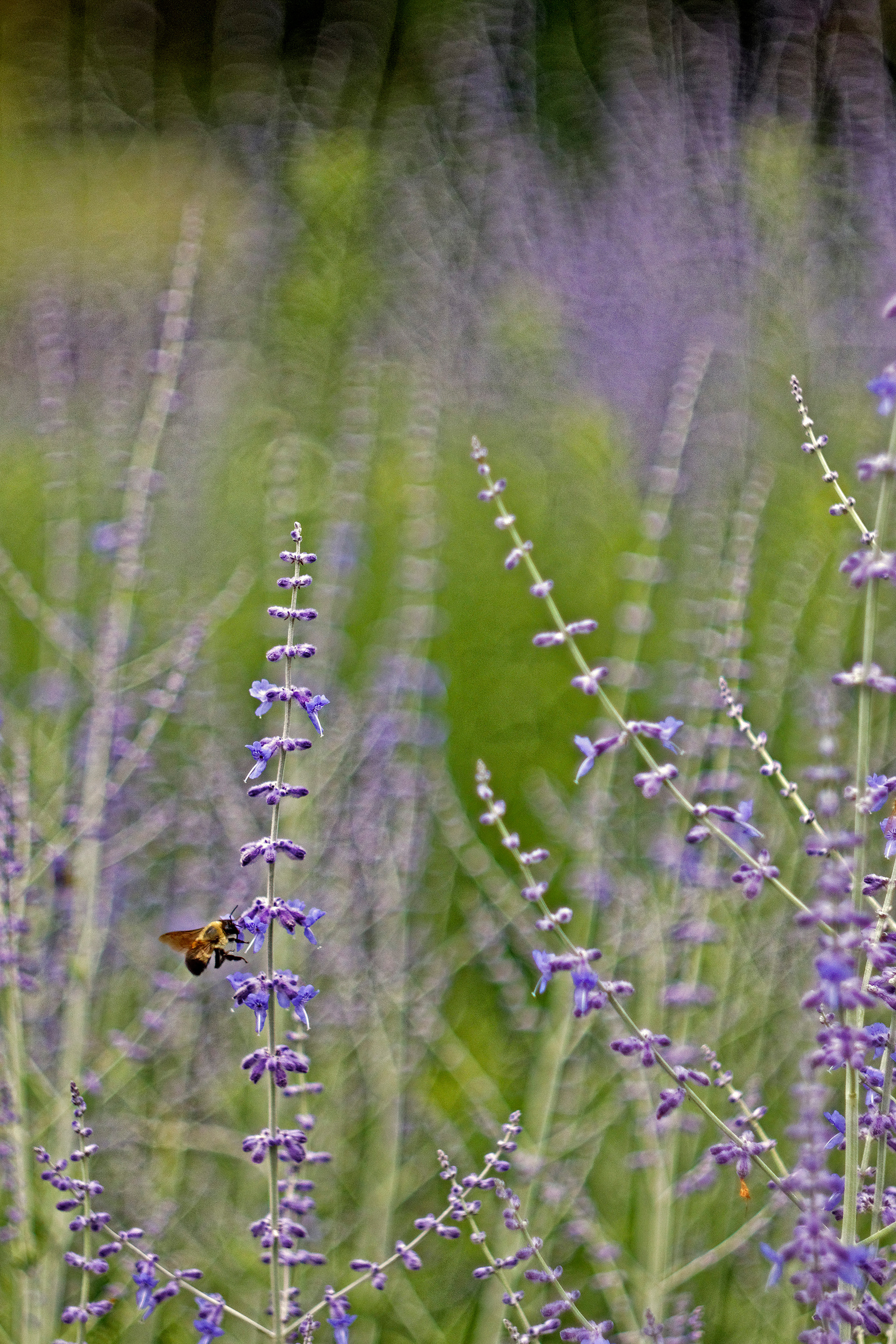 Bee Dreaming