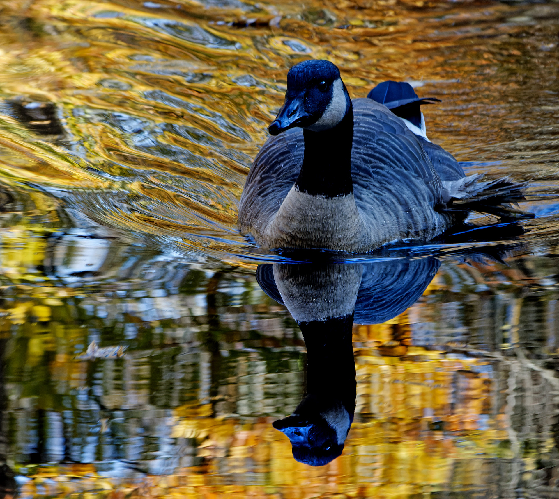 Golden Goose