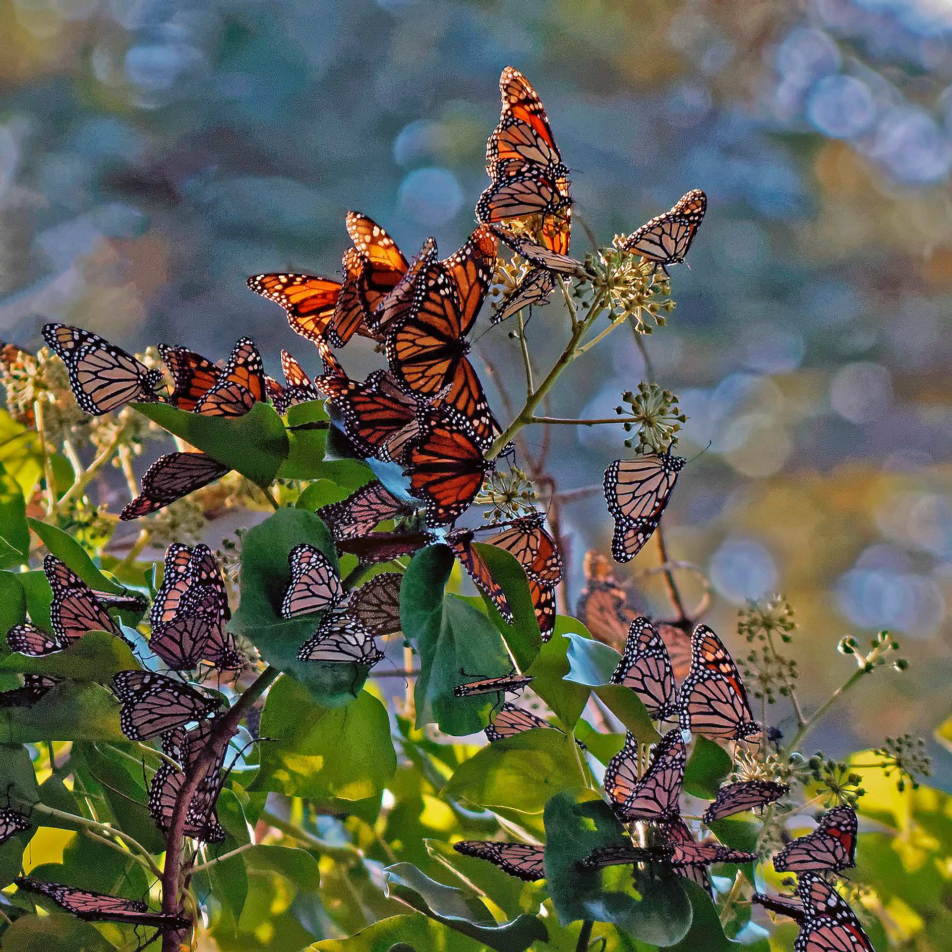 Meeting of the Monarchs