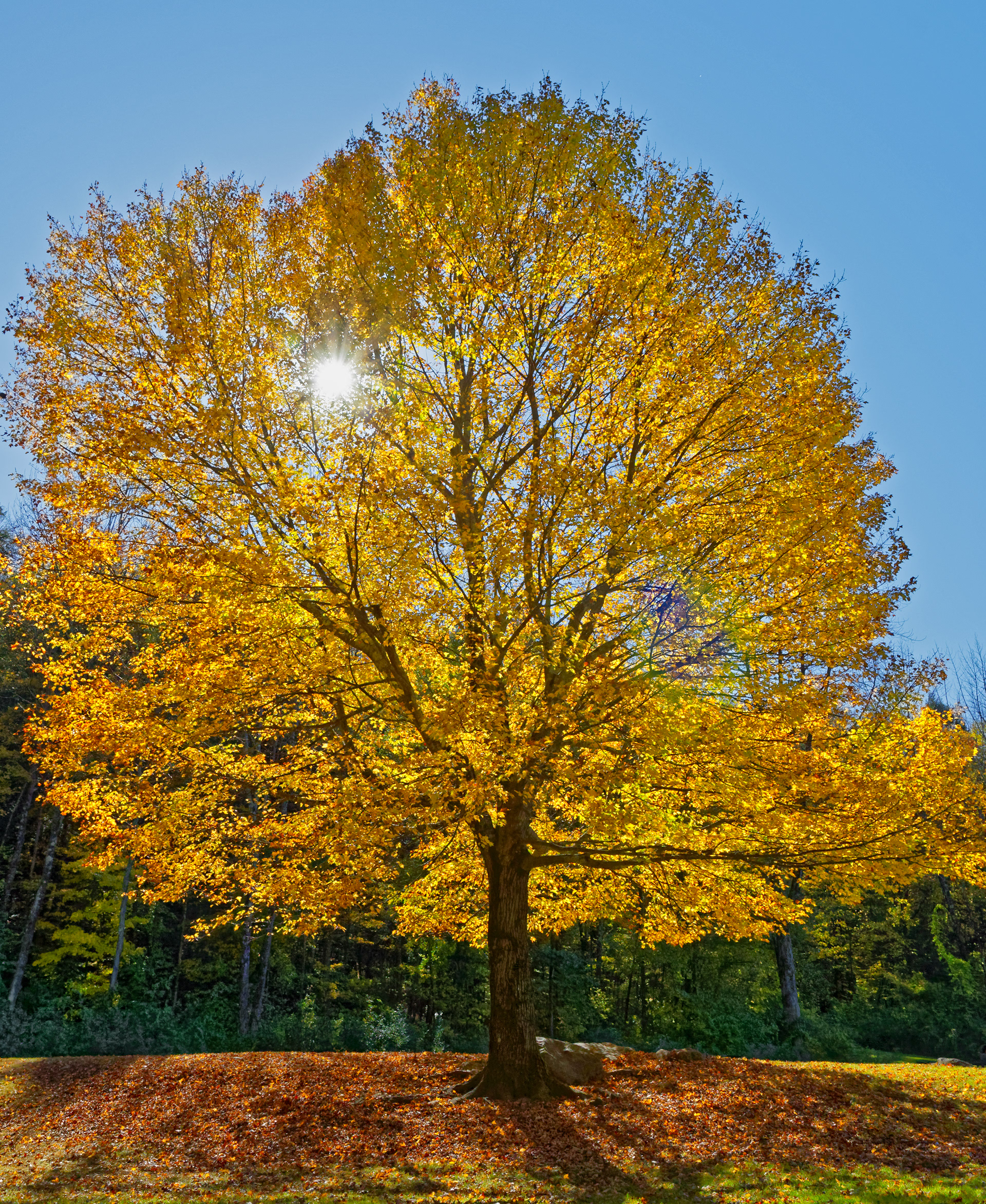 Autumn Glow