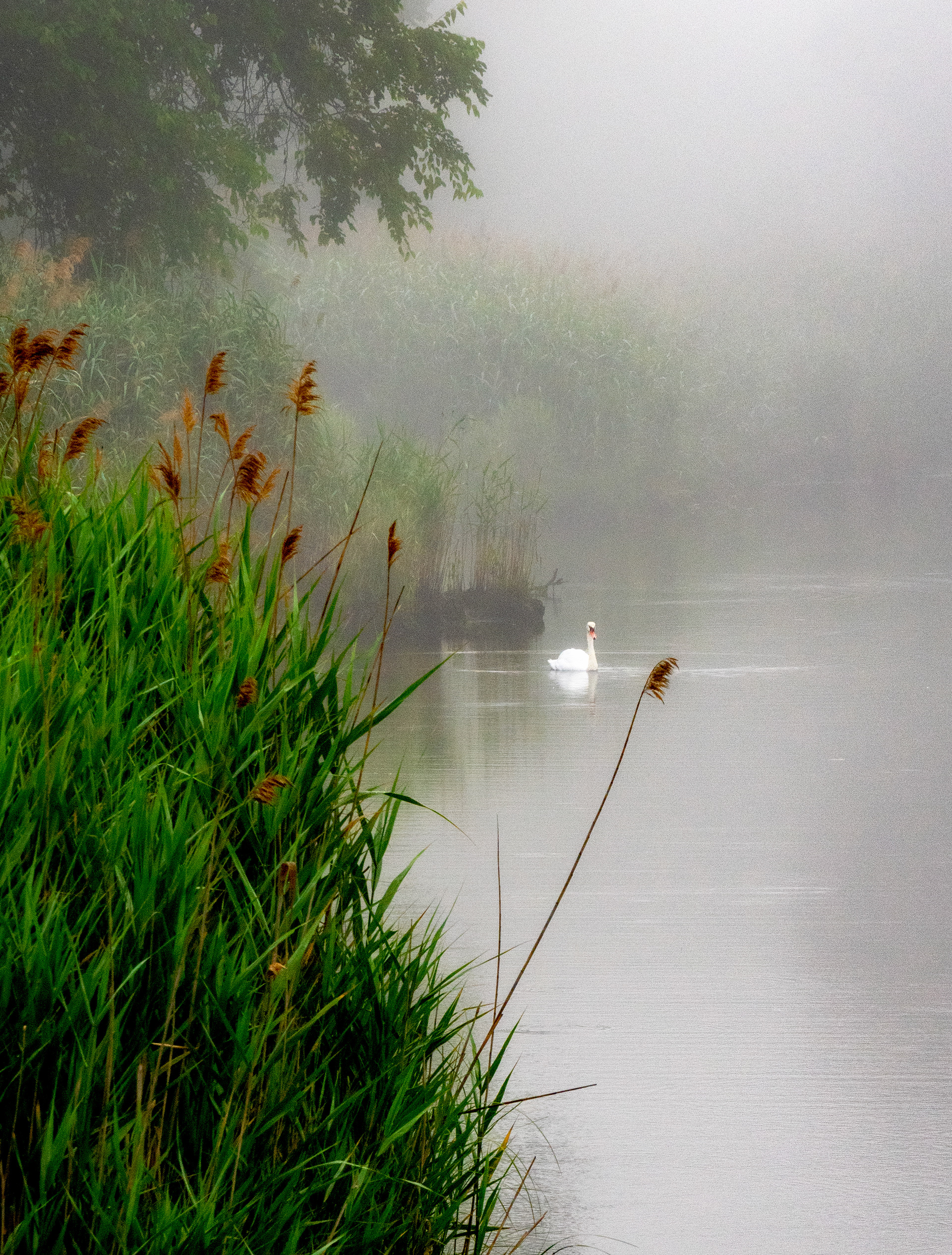 Misty Morning on the Bay