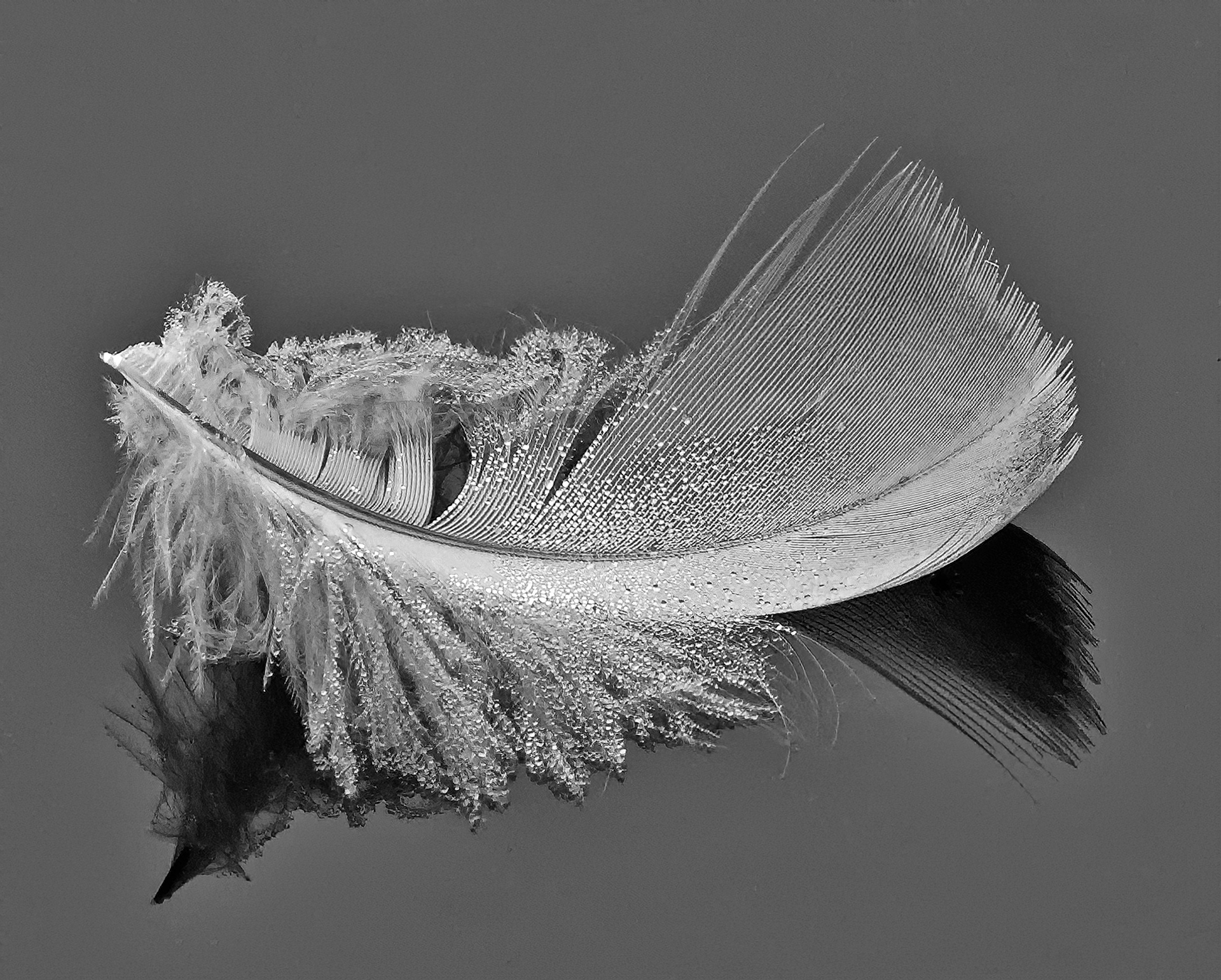 Feather