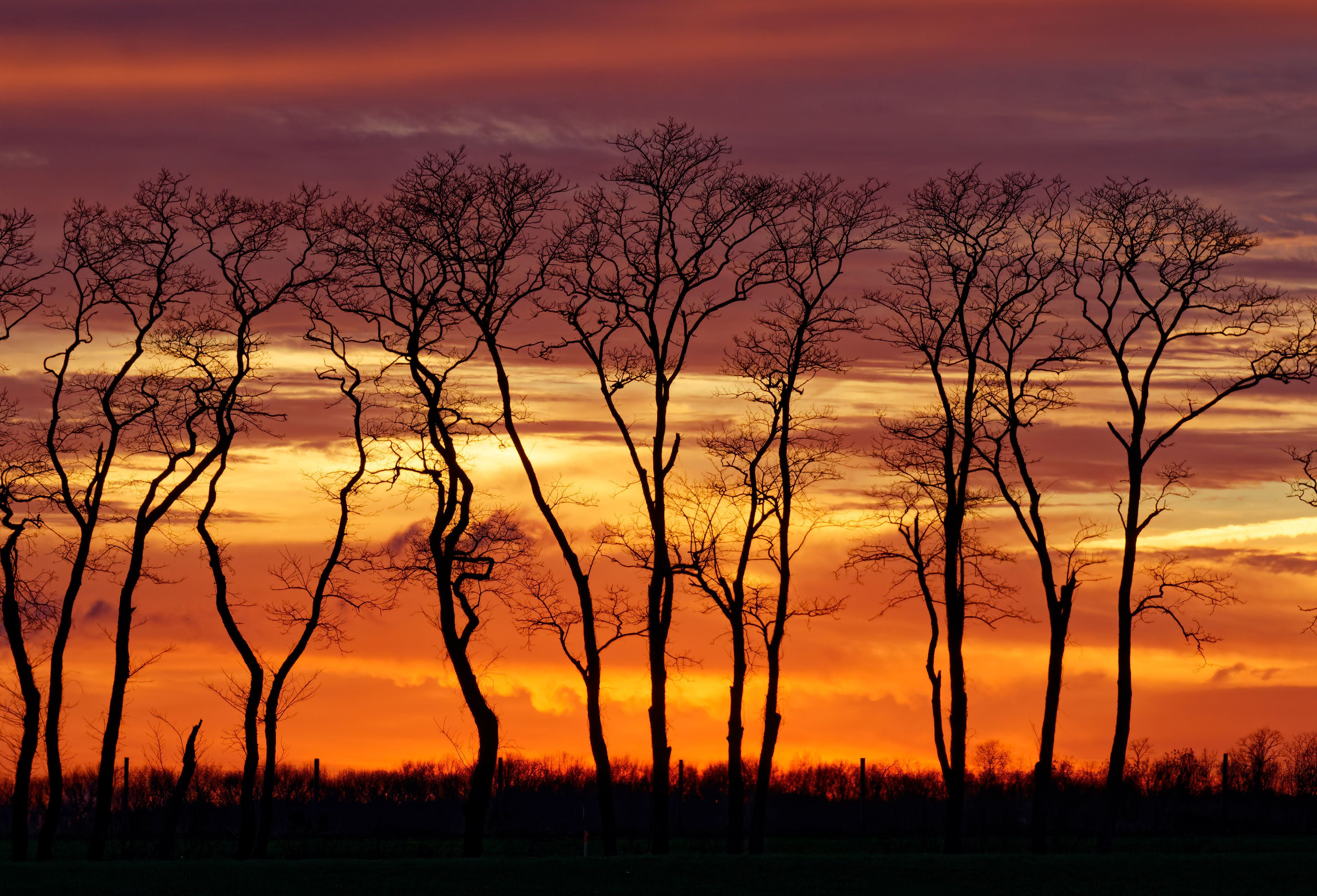 Winter Silhouettes