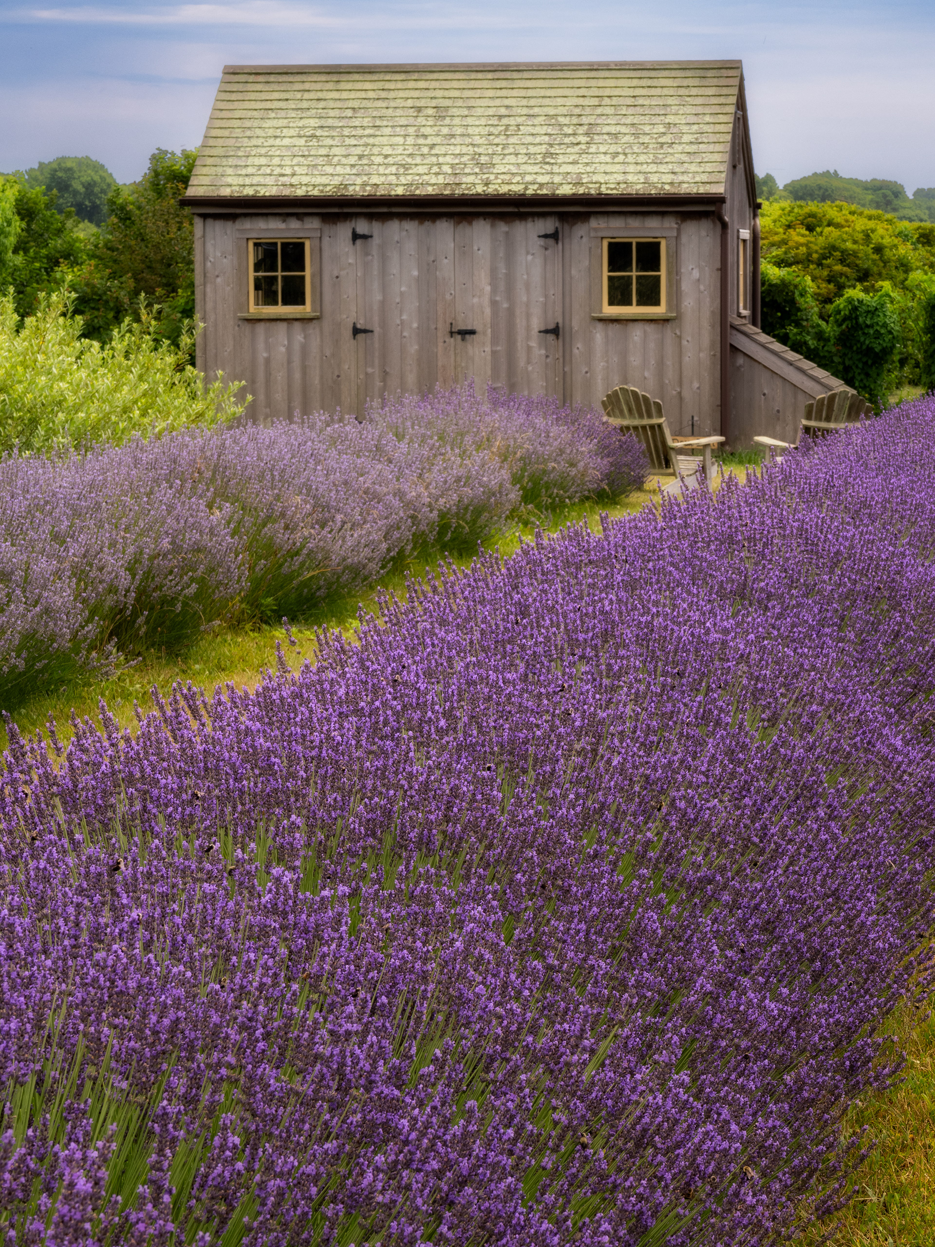 Lavendar Field