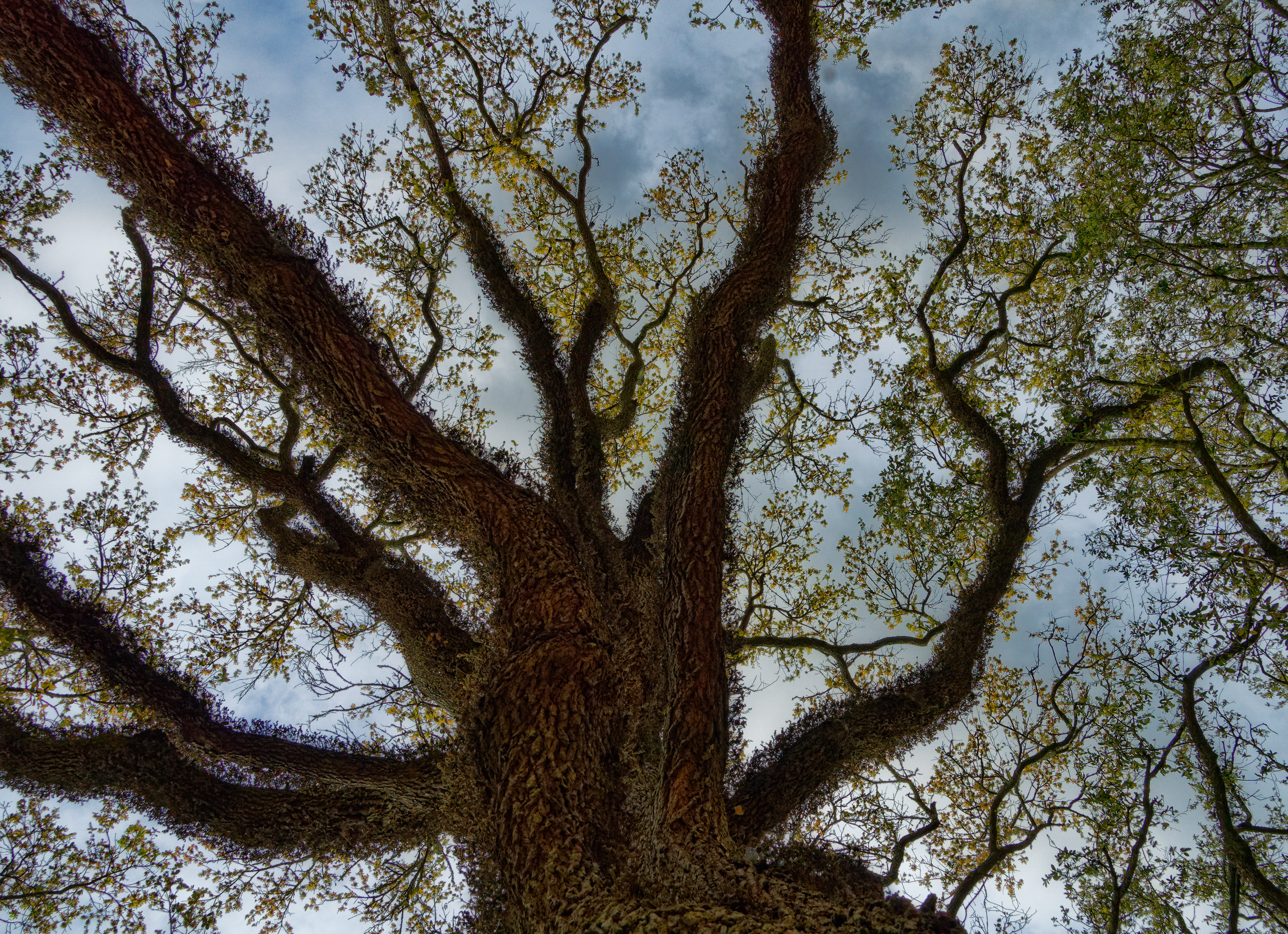 Rising Oak