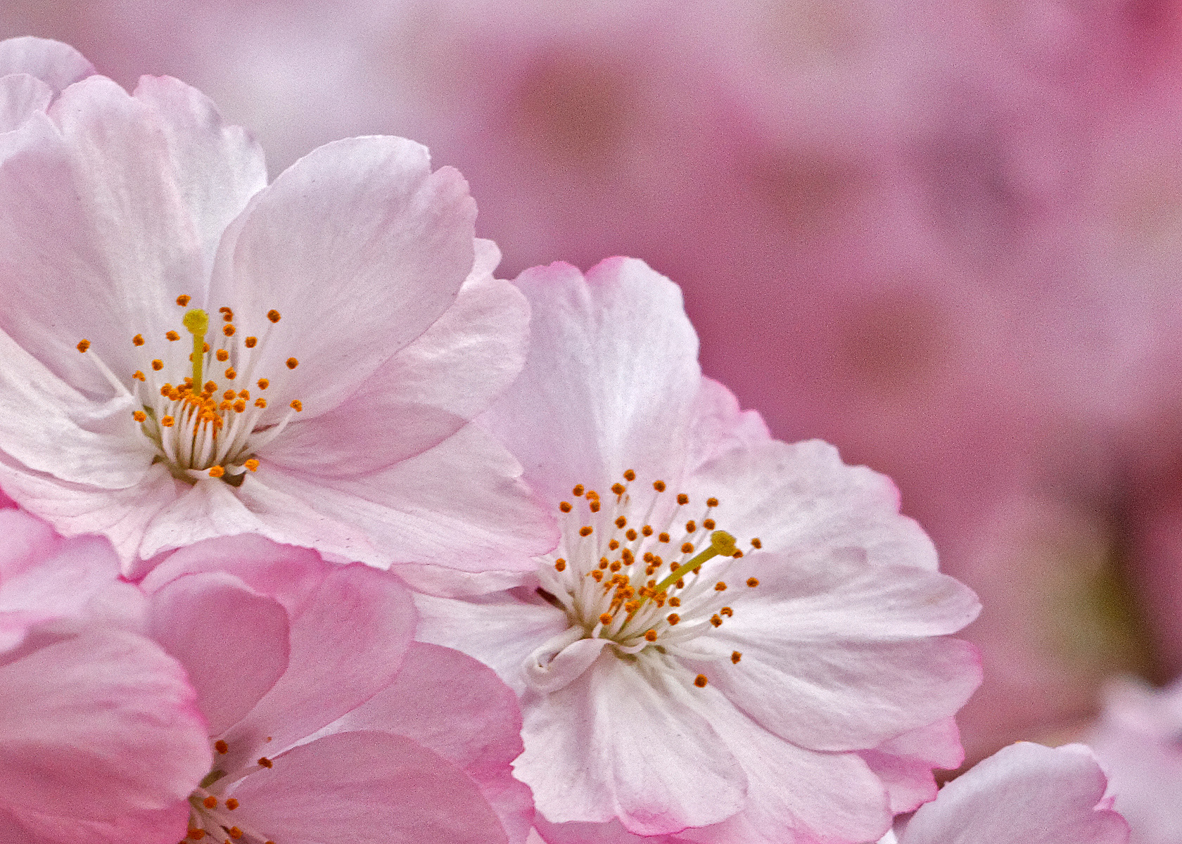 Pretty in Pink