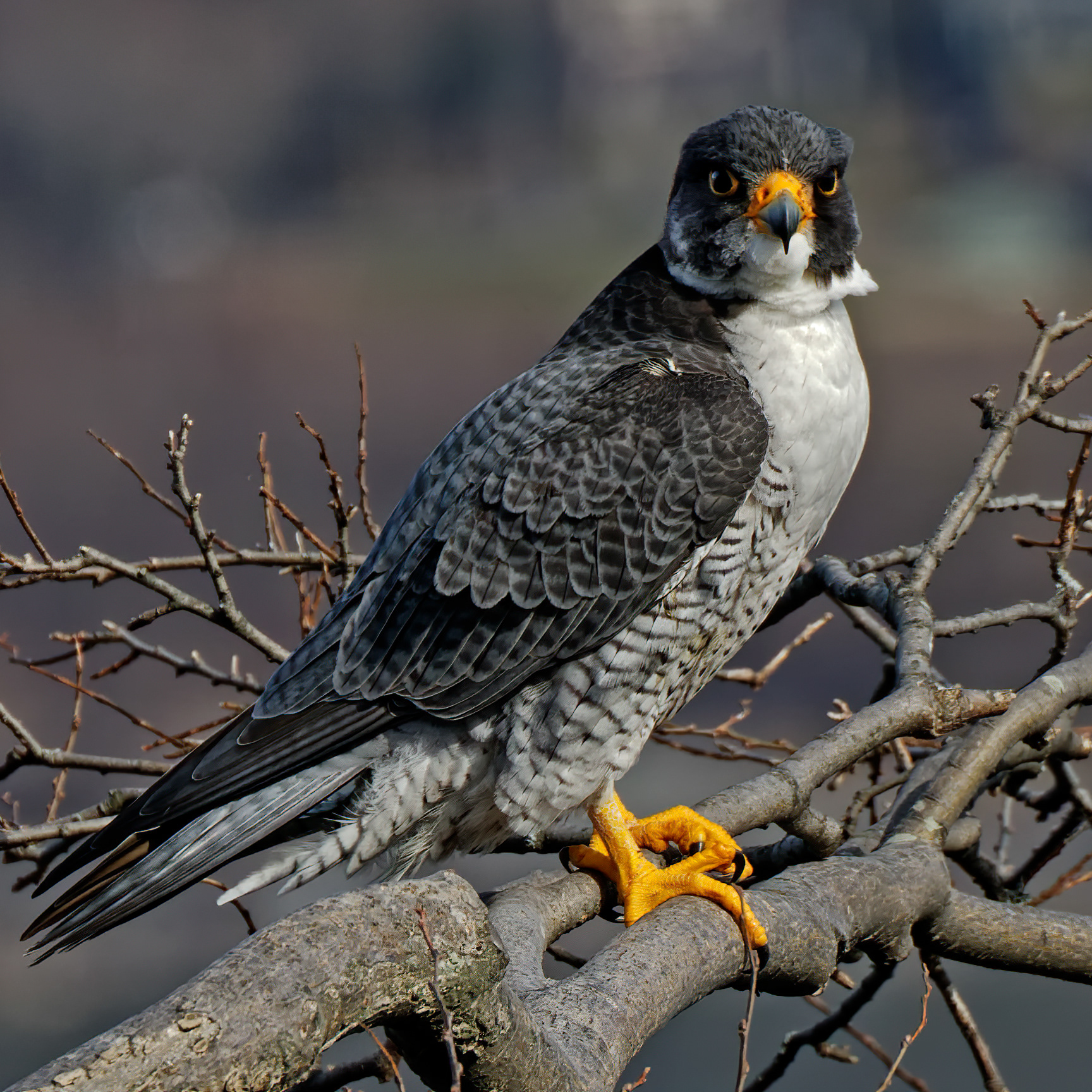 Peregrine Intensity