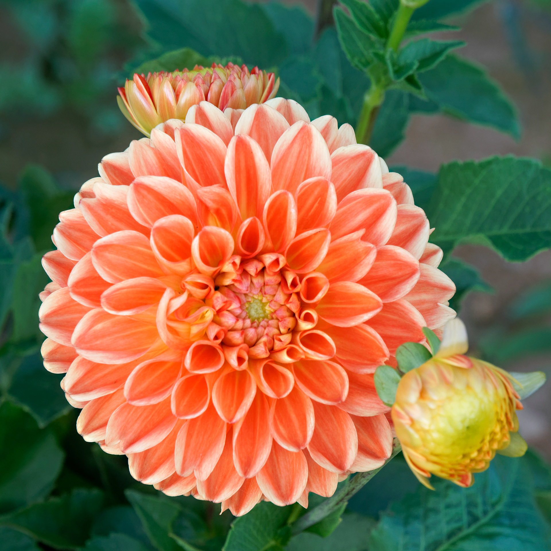 Just Peachy
