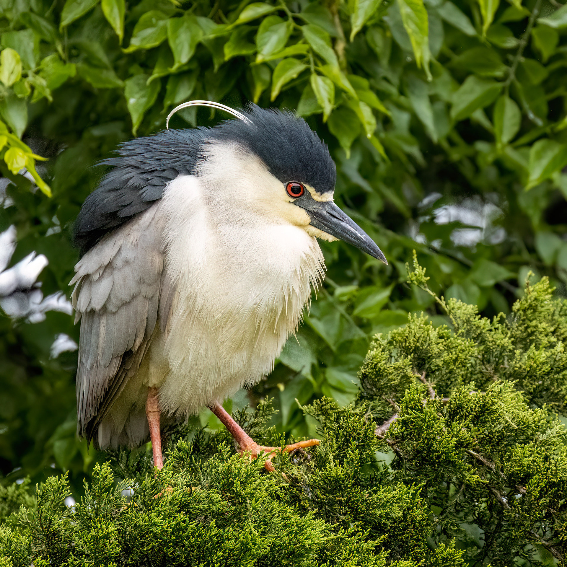 Nigh Heron