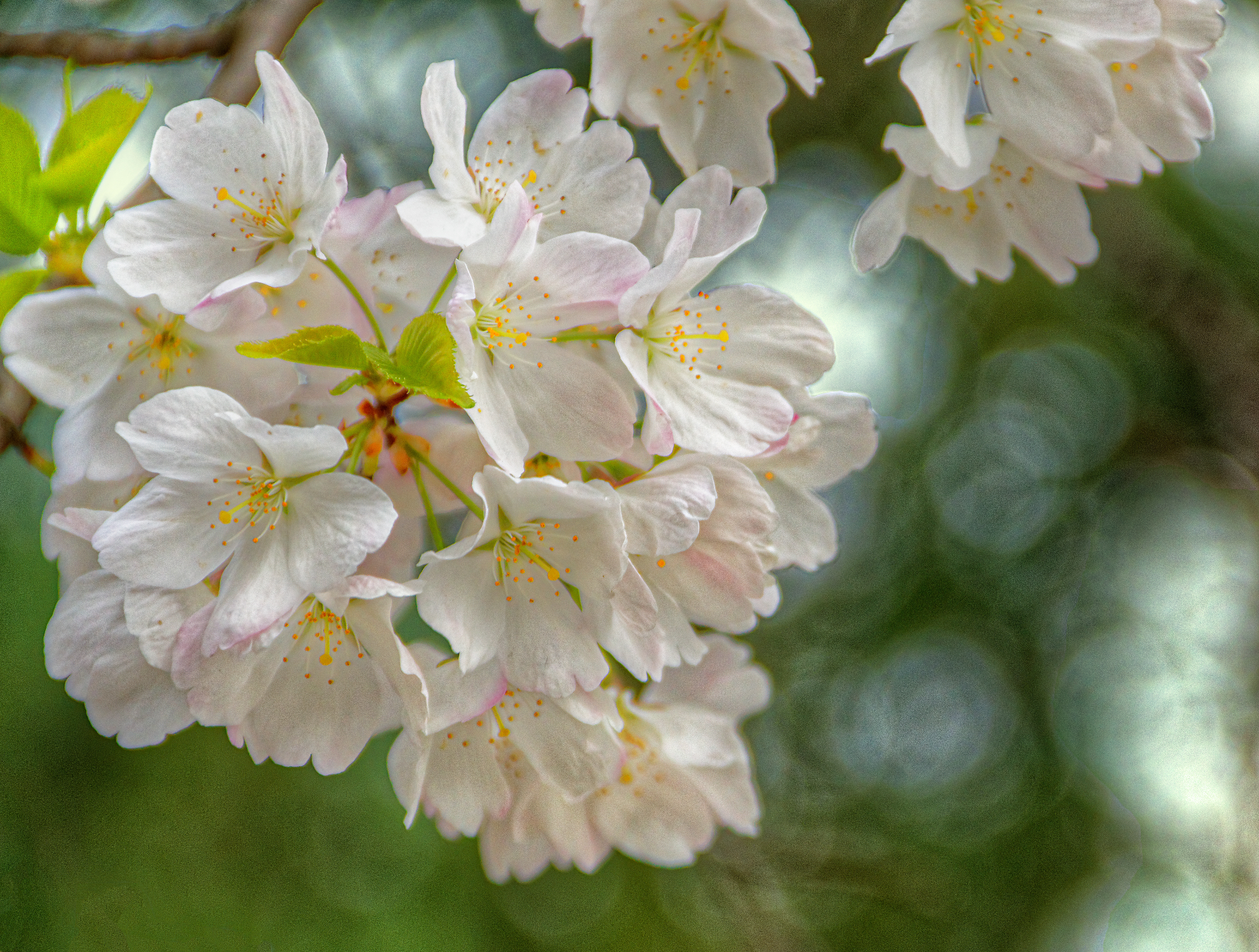 The Softness of Spring