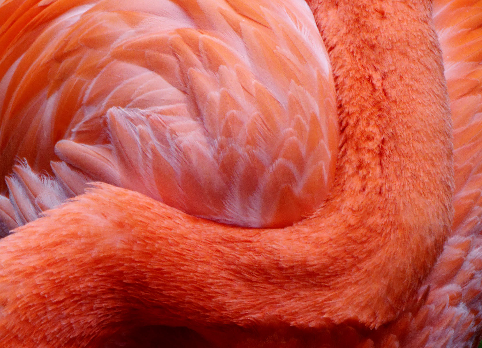 Flamingo Closeup