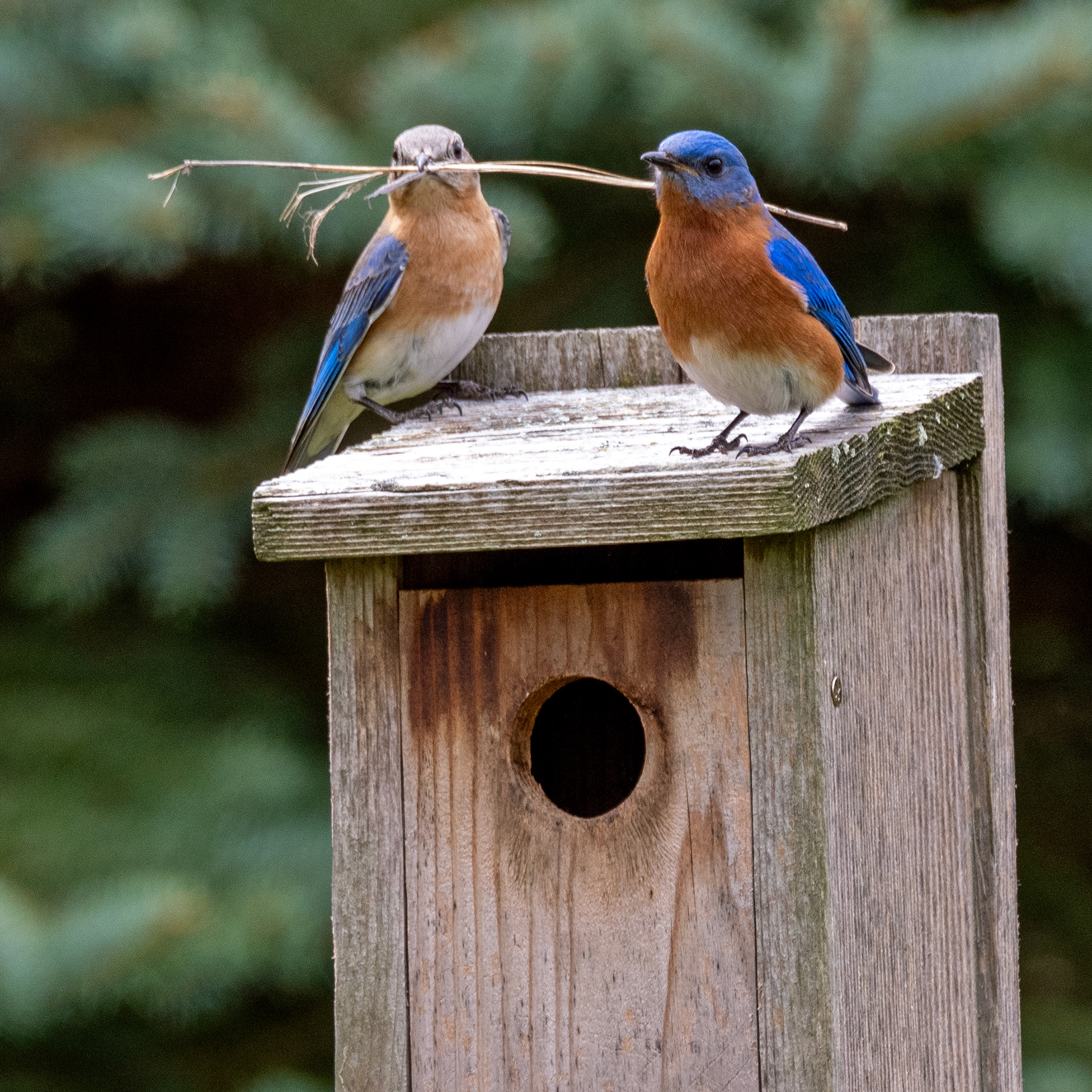 Bluebird Duo