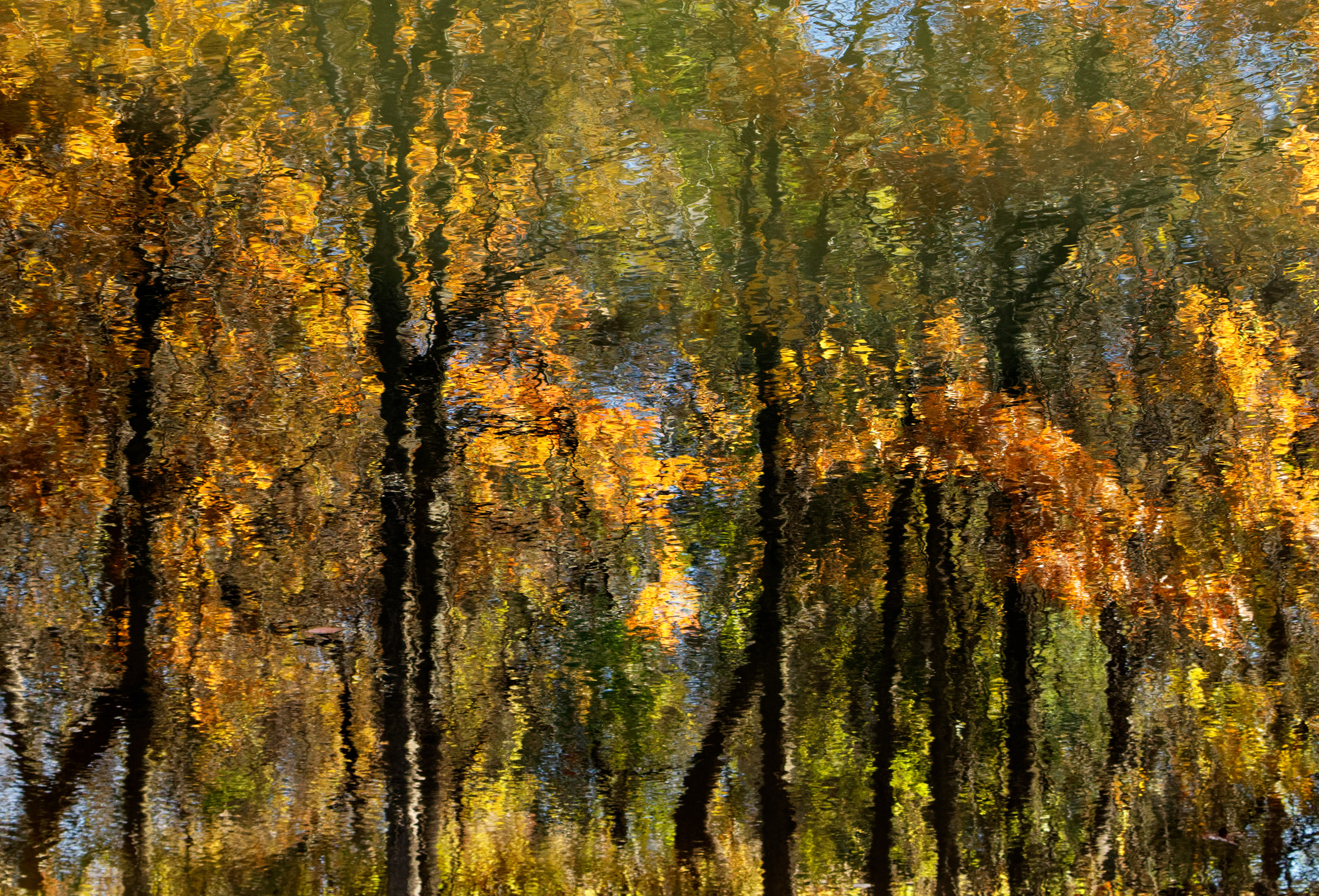 The Feeling of Trees