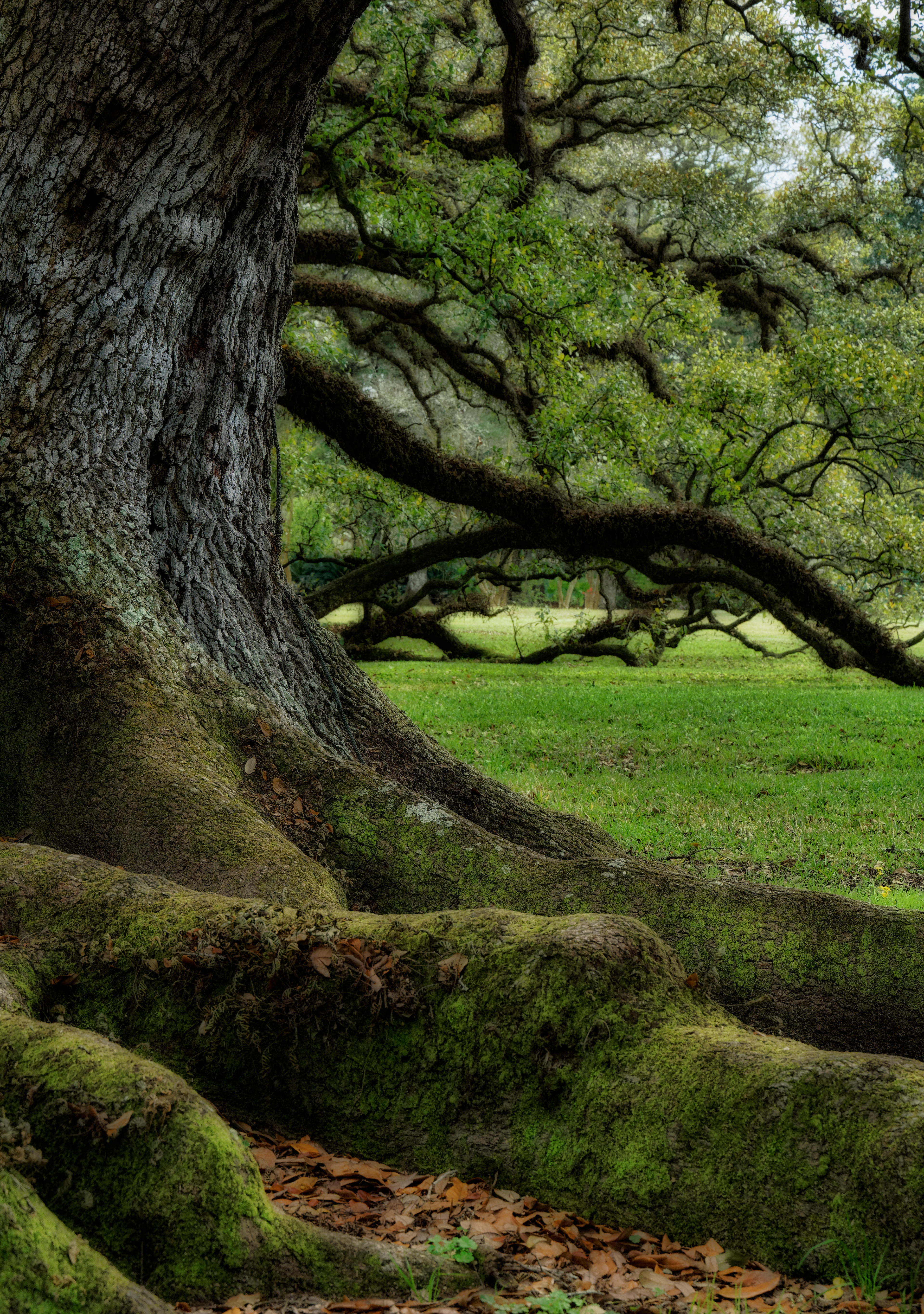Louisiana Live Oak