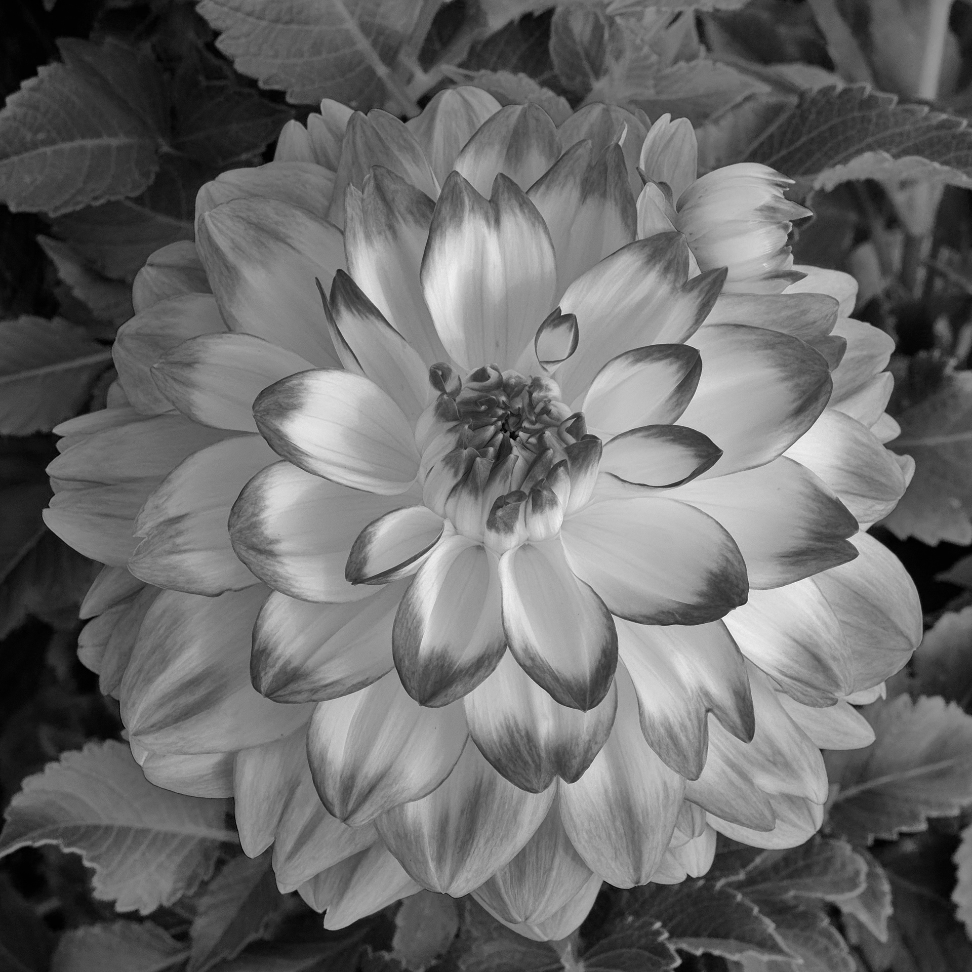 Oh, Dahlia Version 2