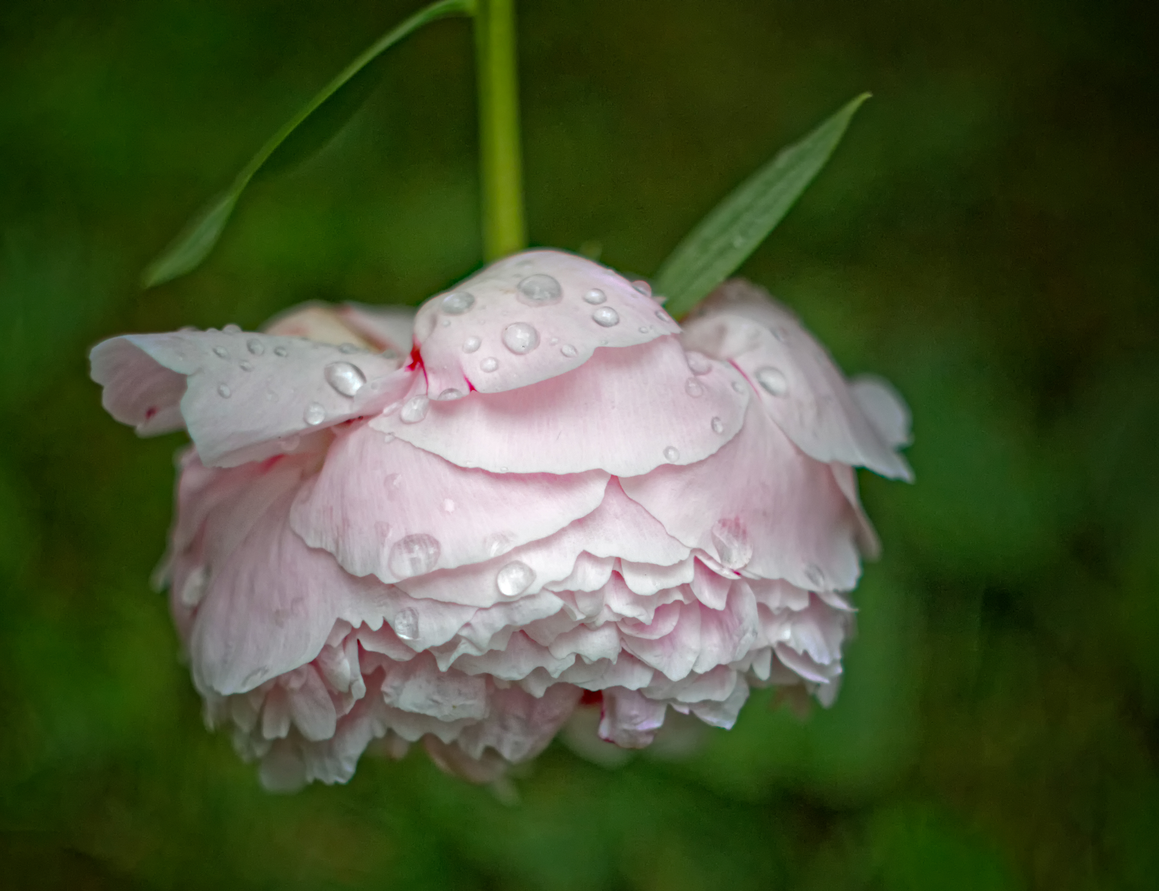 After the Rain
