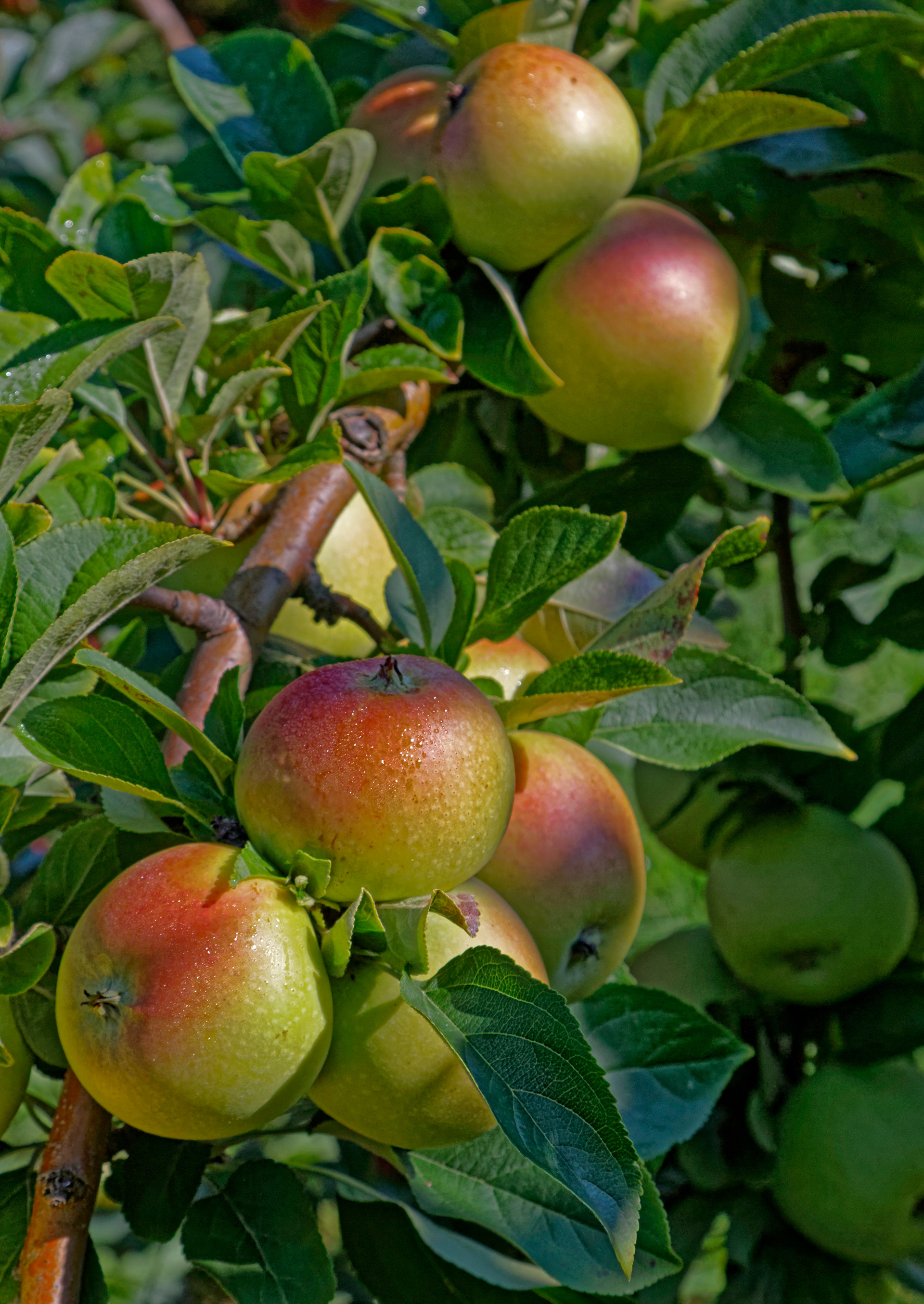 Ripe for the Picking