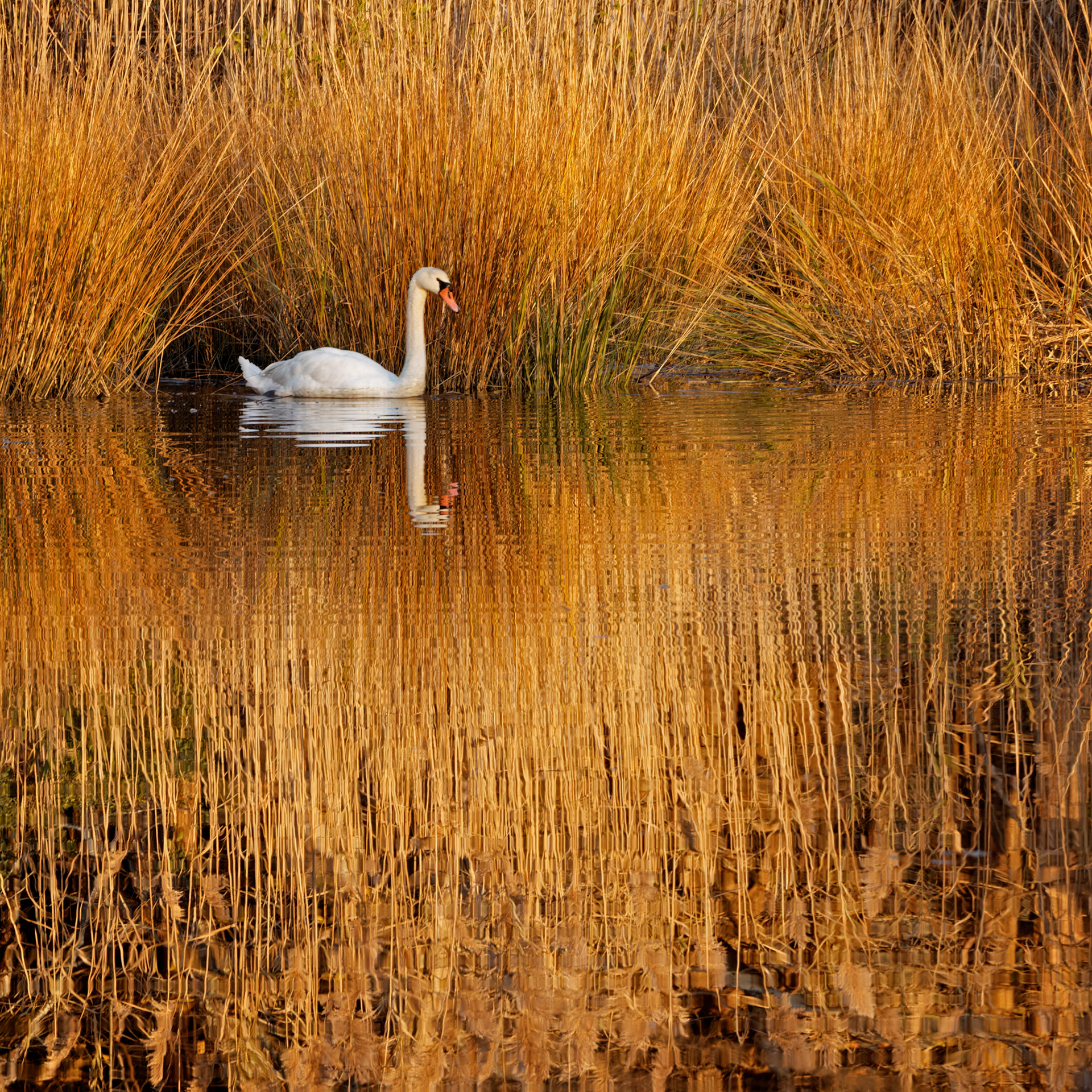 Morning Reflections