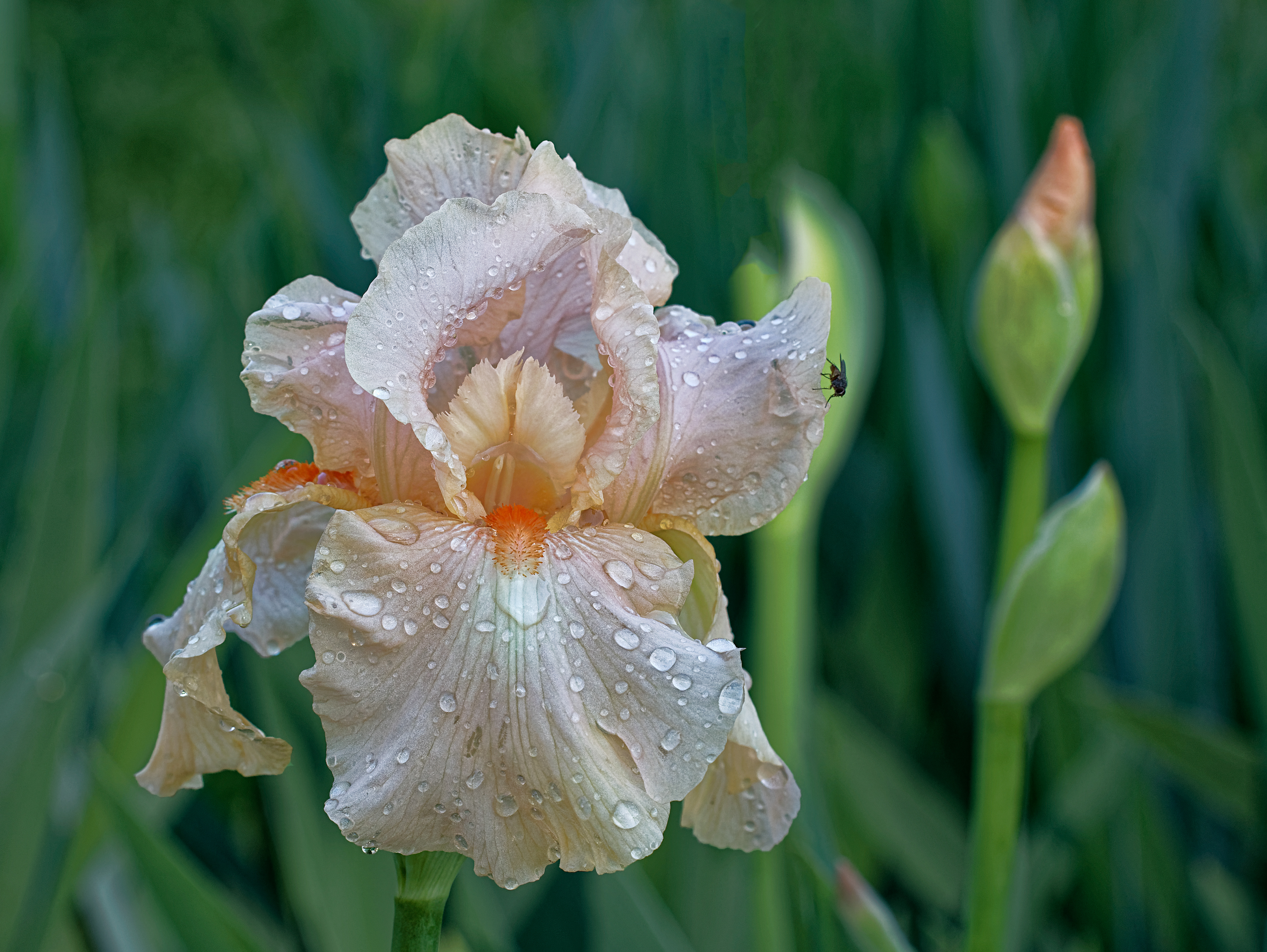 Iris on a Dewy Morning