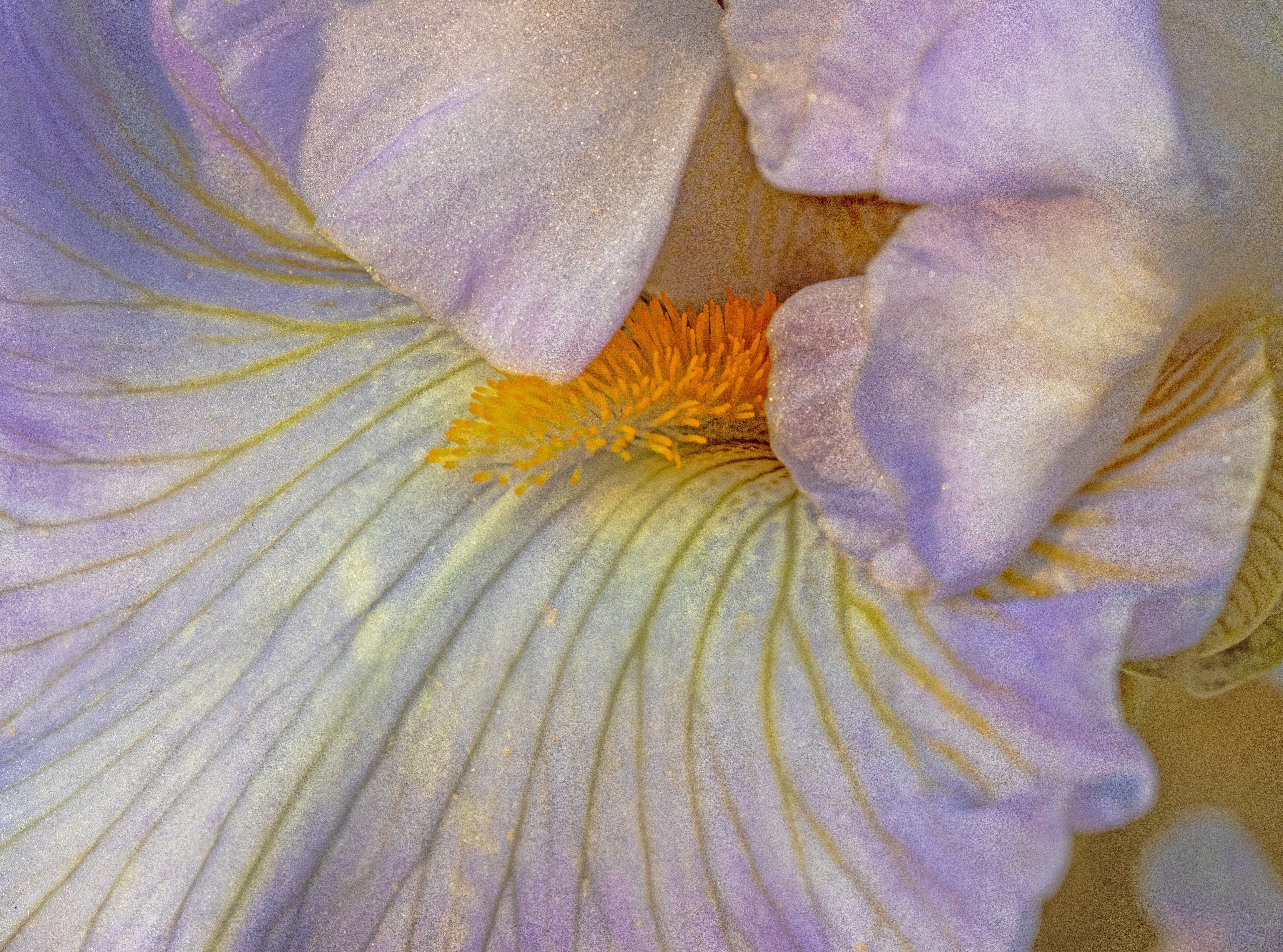 Inner Iris