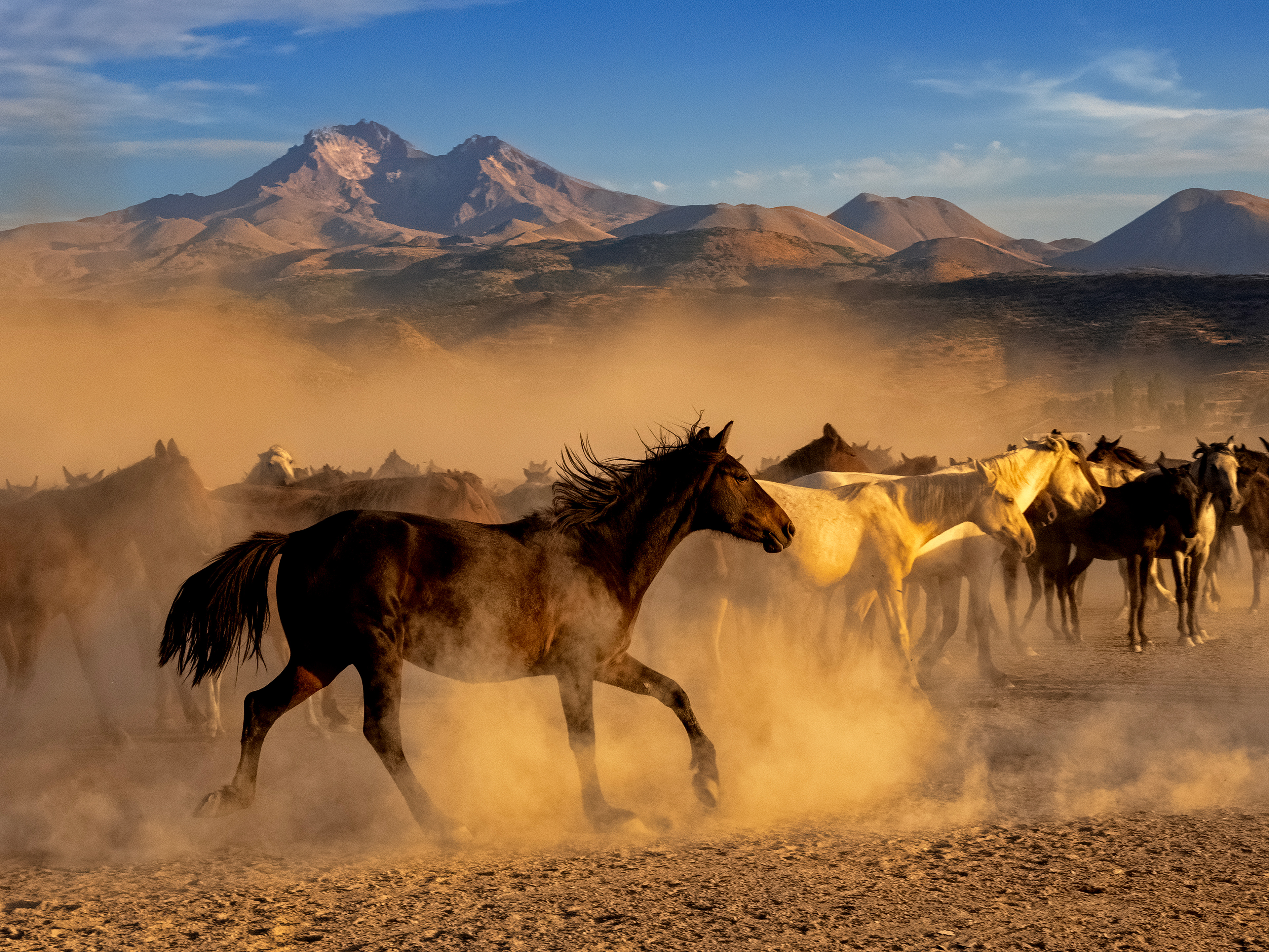 Wild Wild Horses