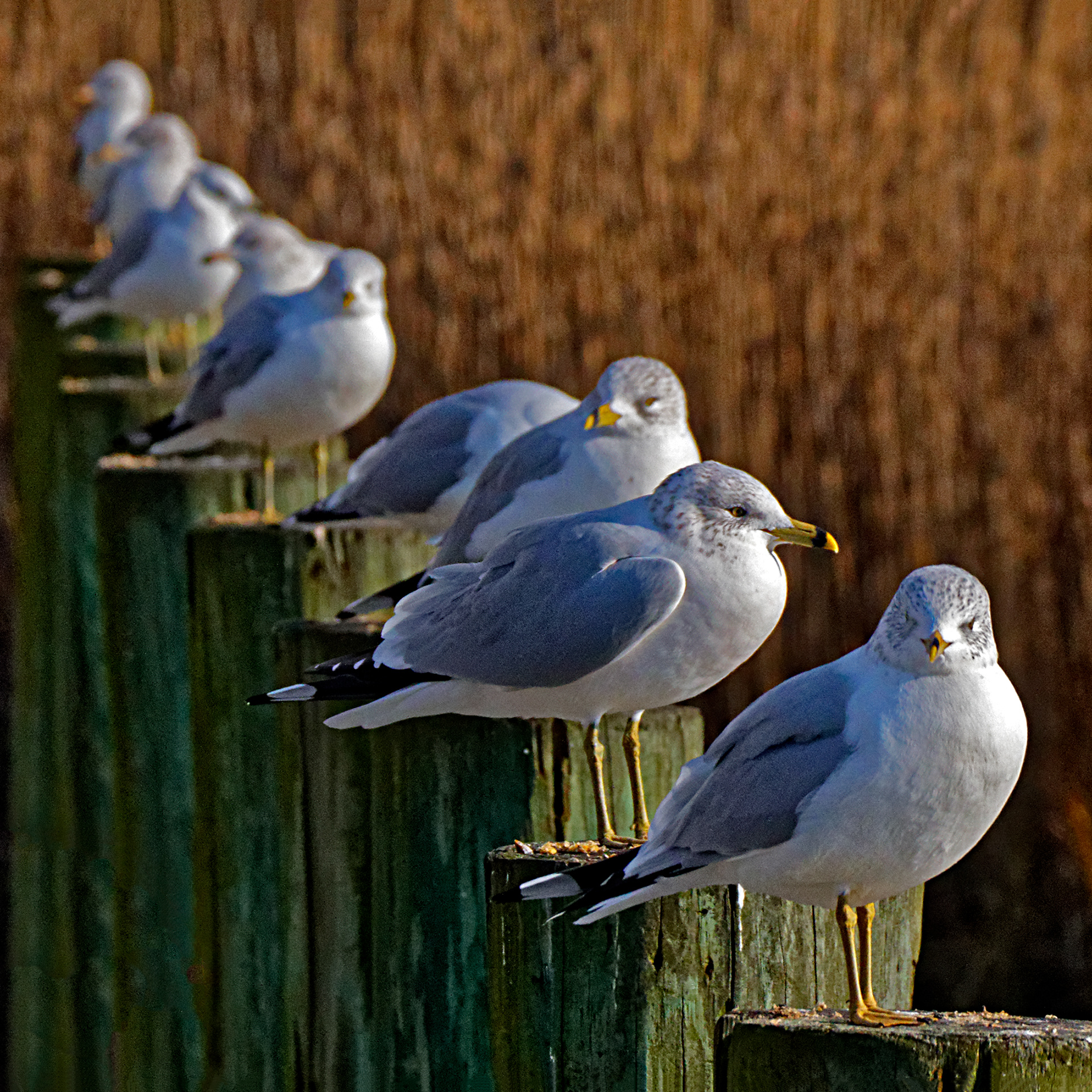 Birds of a Feather