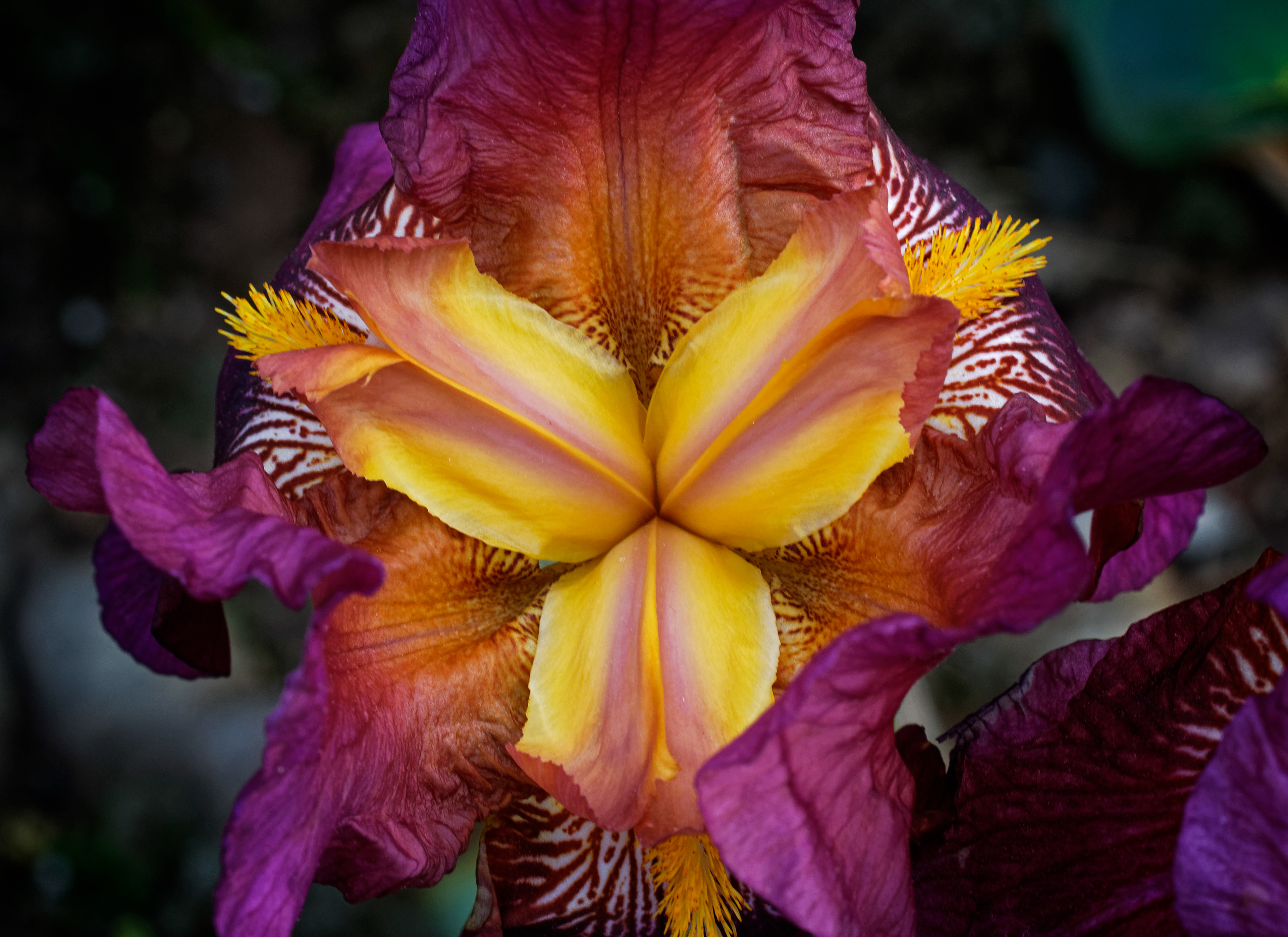 Eye-Catching Iris