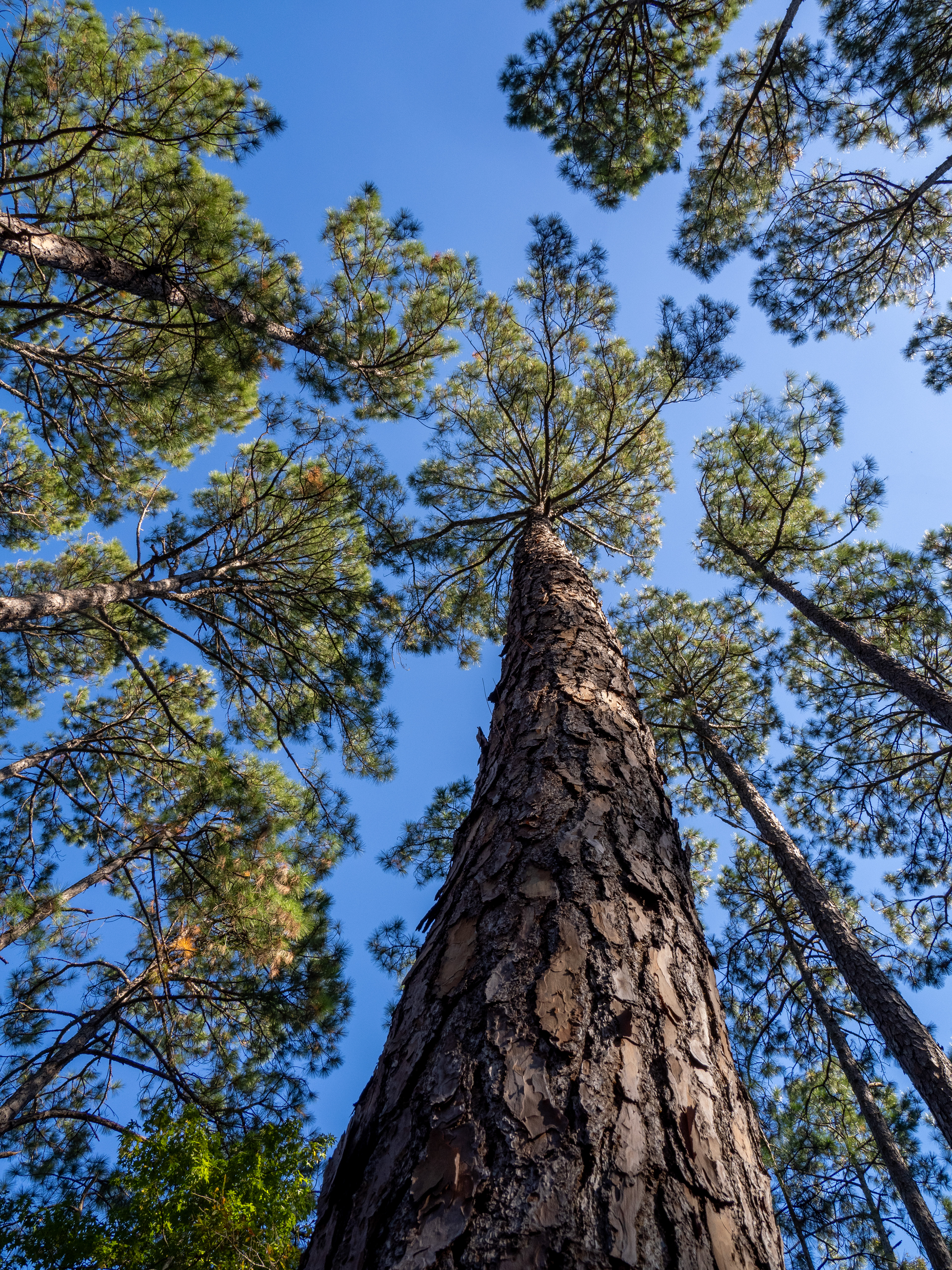 Looking Up