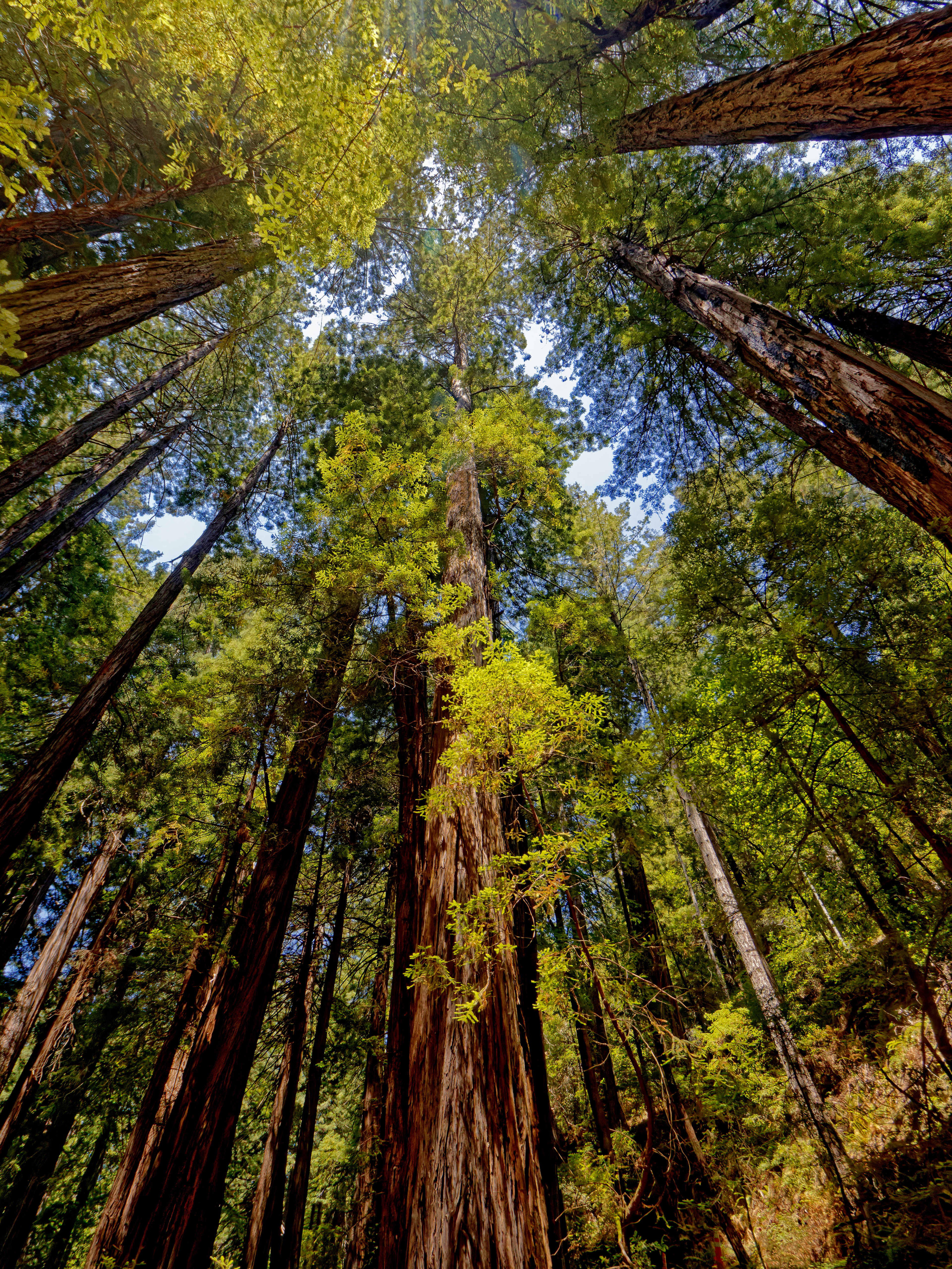 Redwoods Rising
