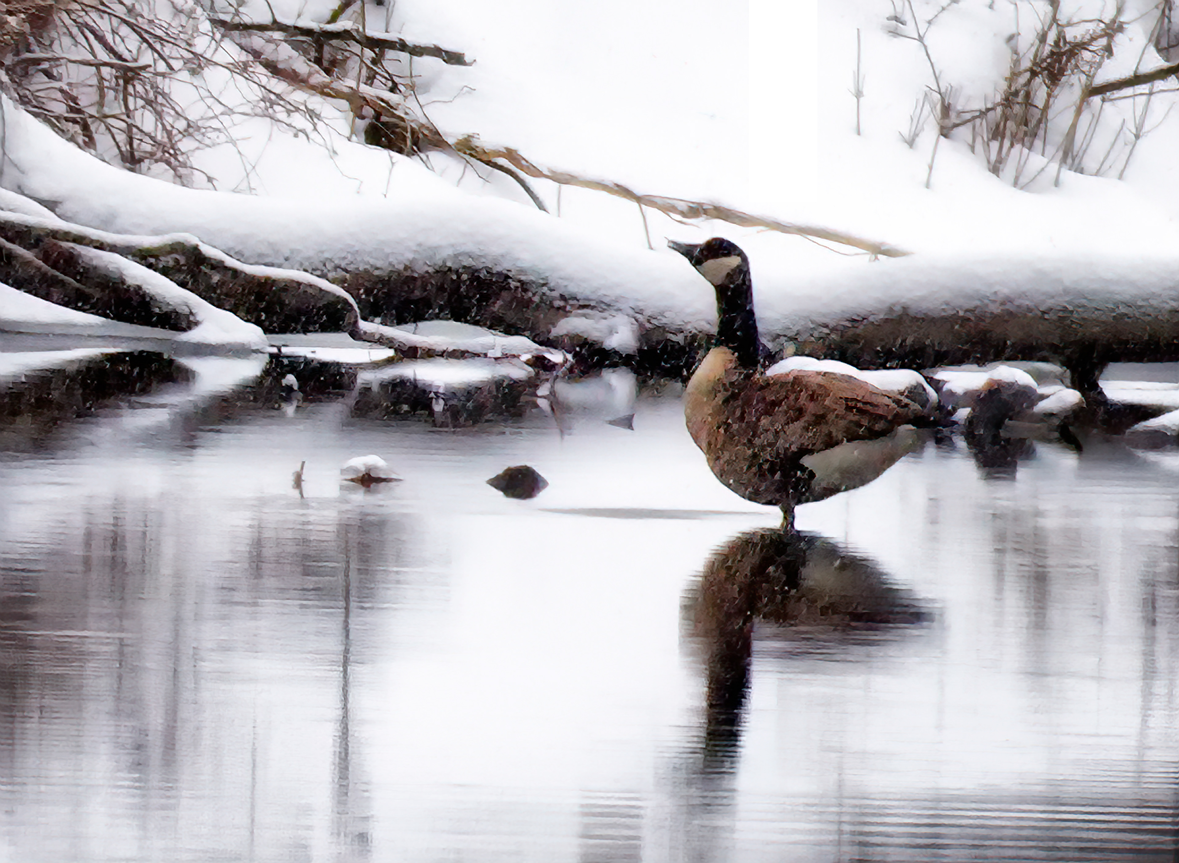 Goose in Snow