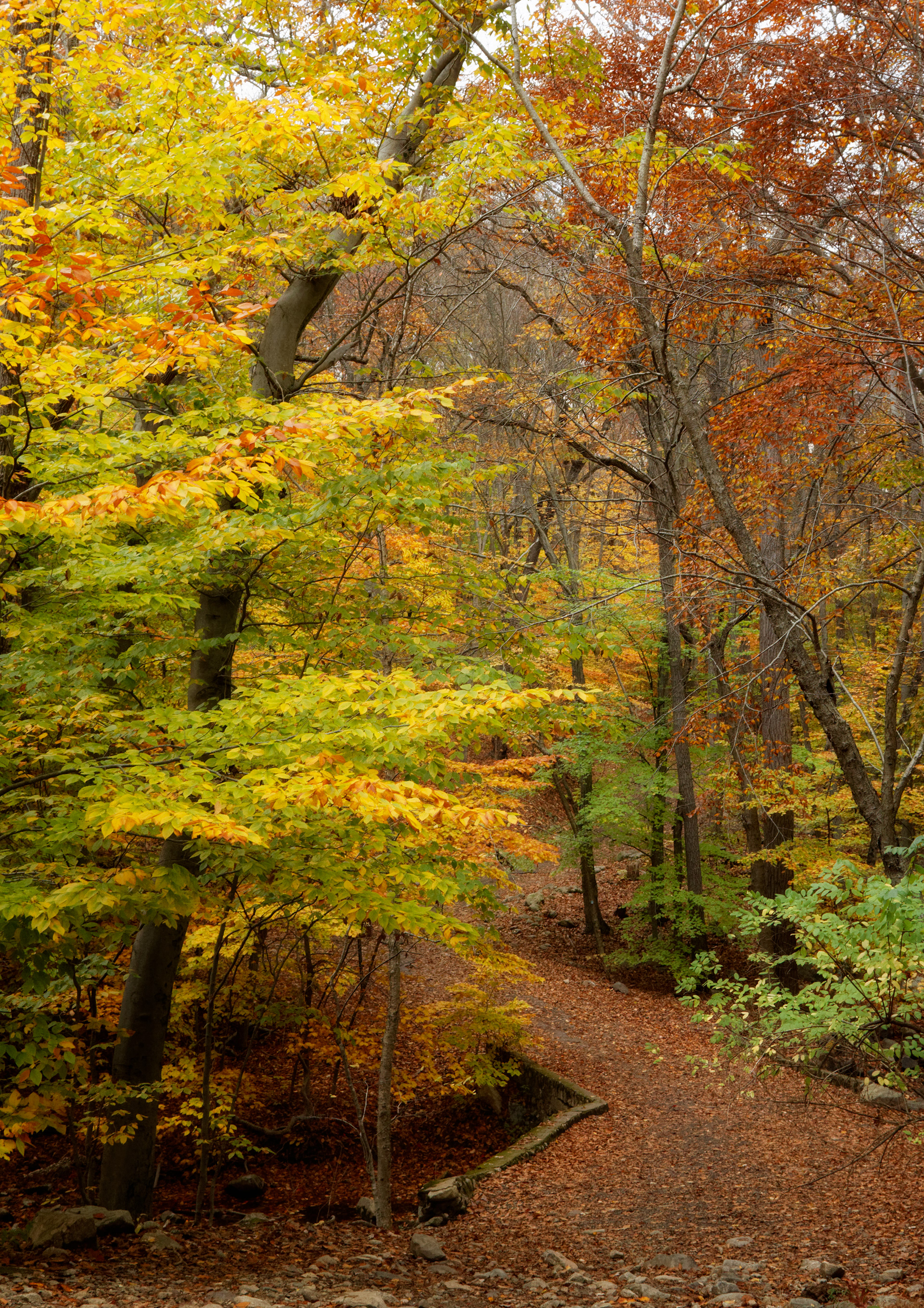 Into the Woods