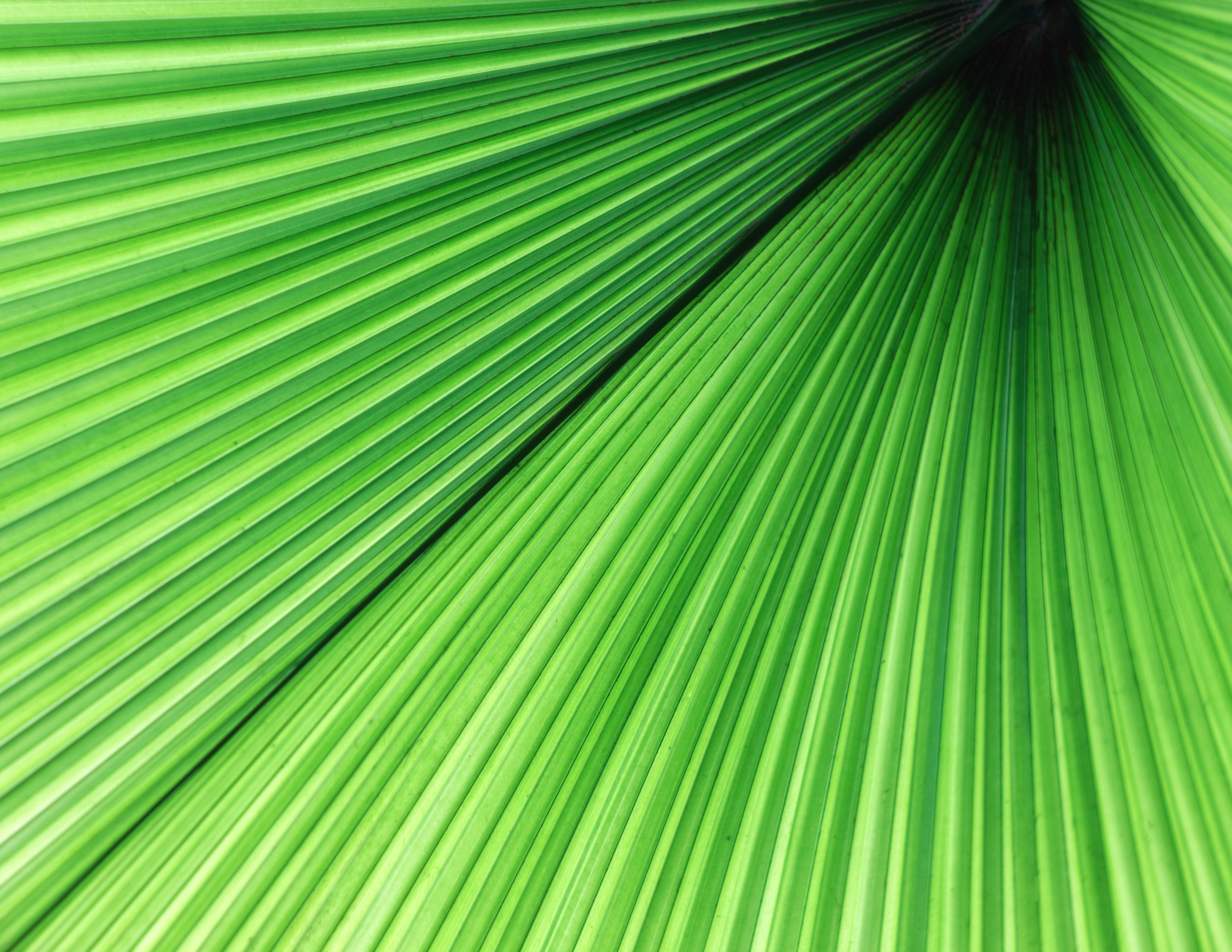 Palm Frond