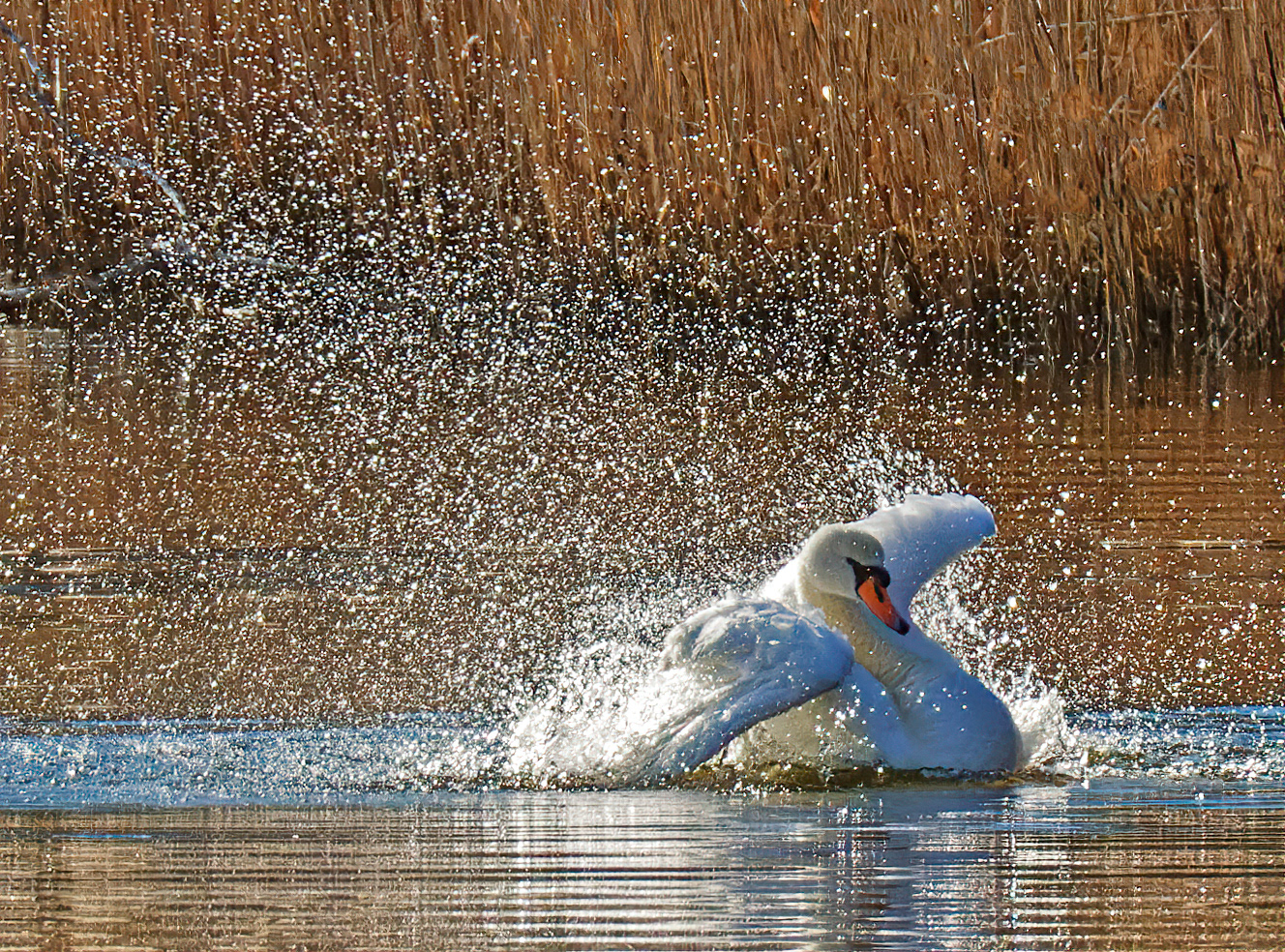 Splish Splash