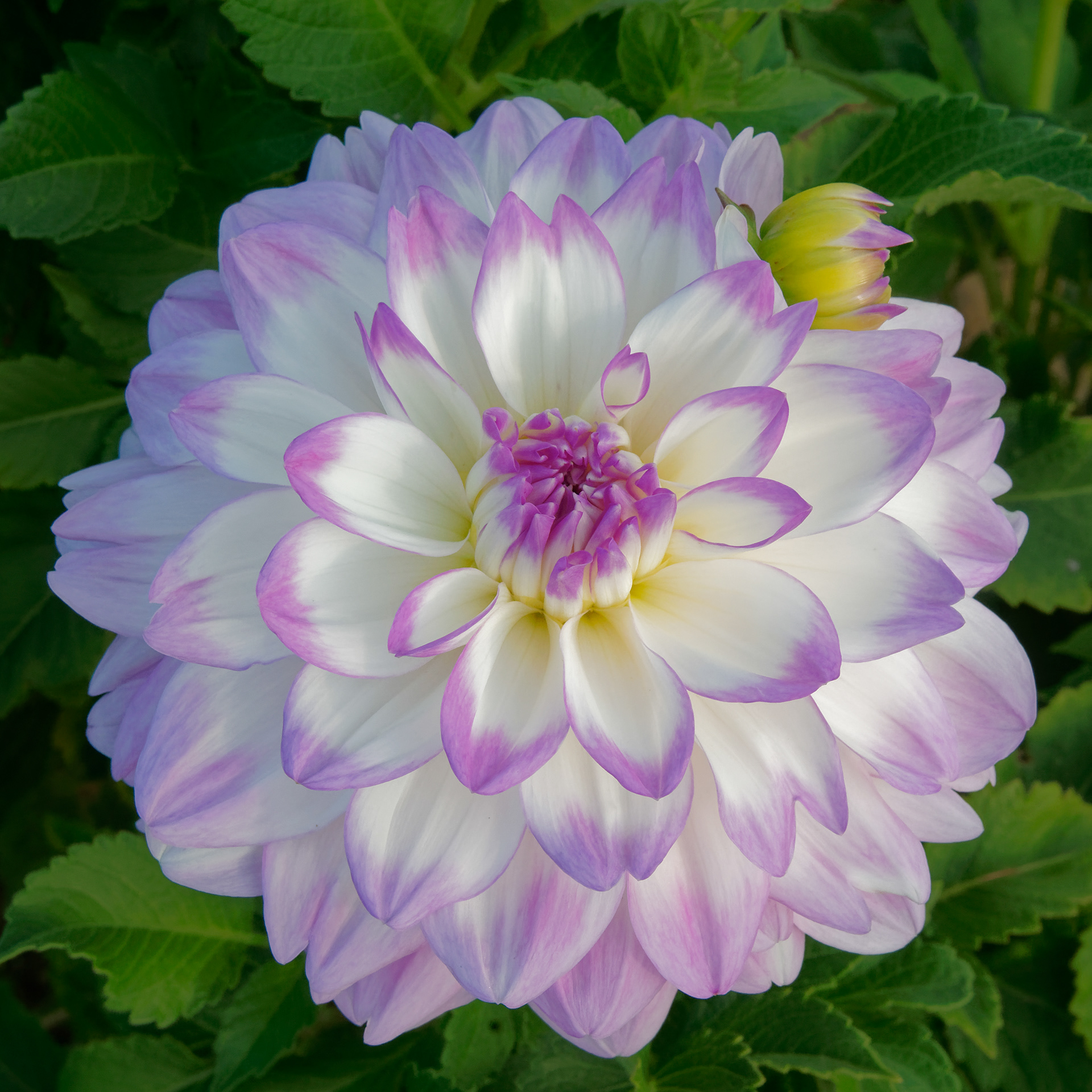 Oh, Dahlia