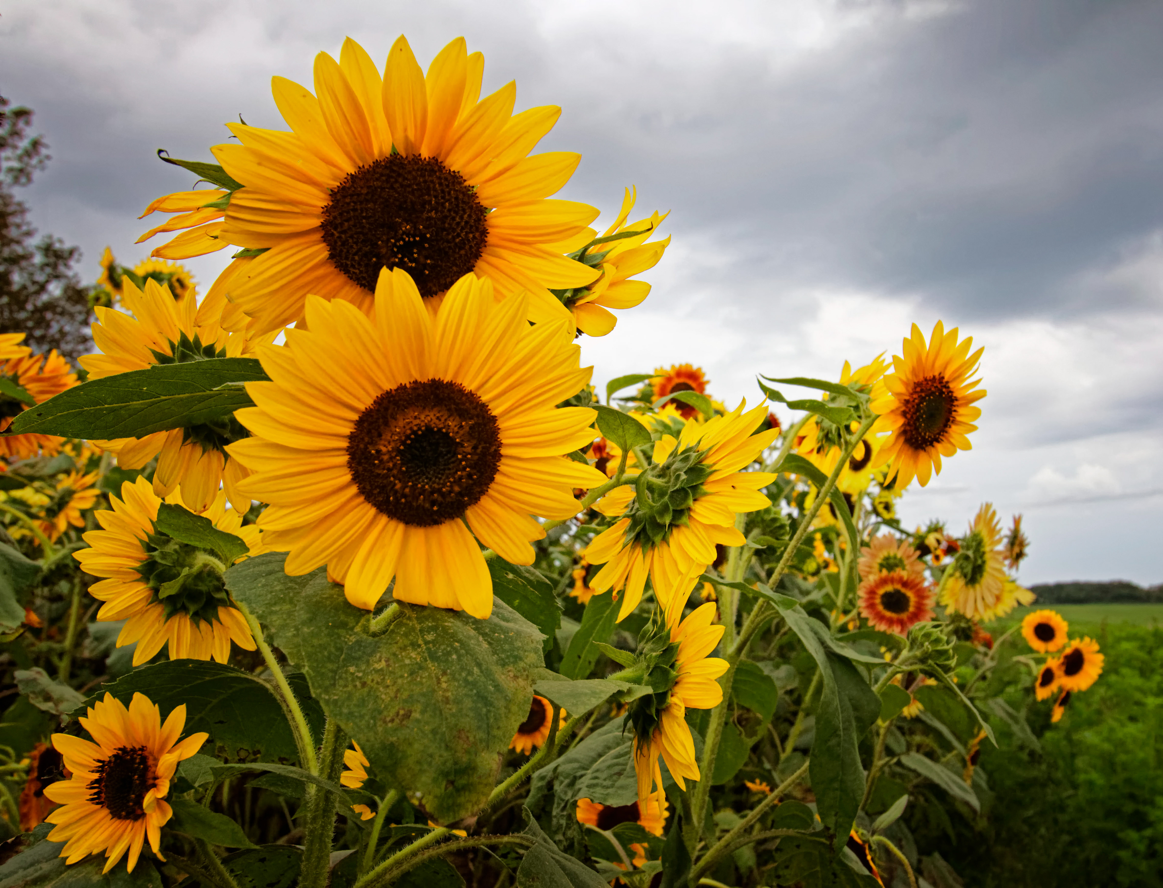 Sunflower Field