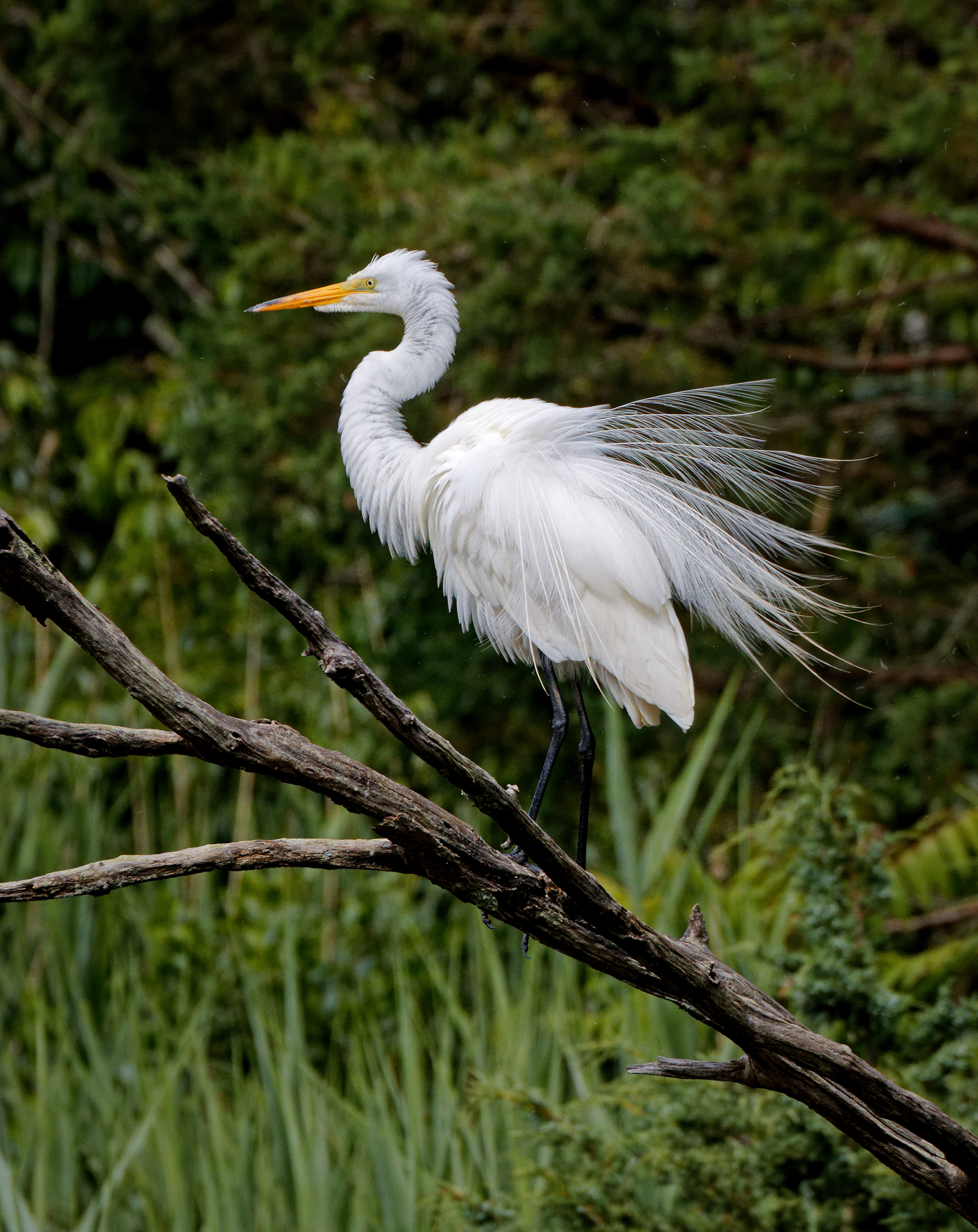 Ruffled Egret