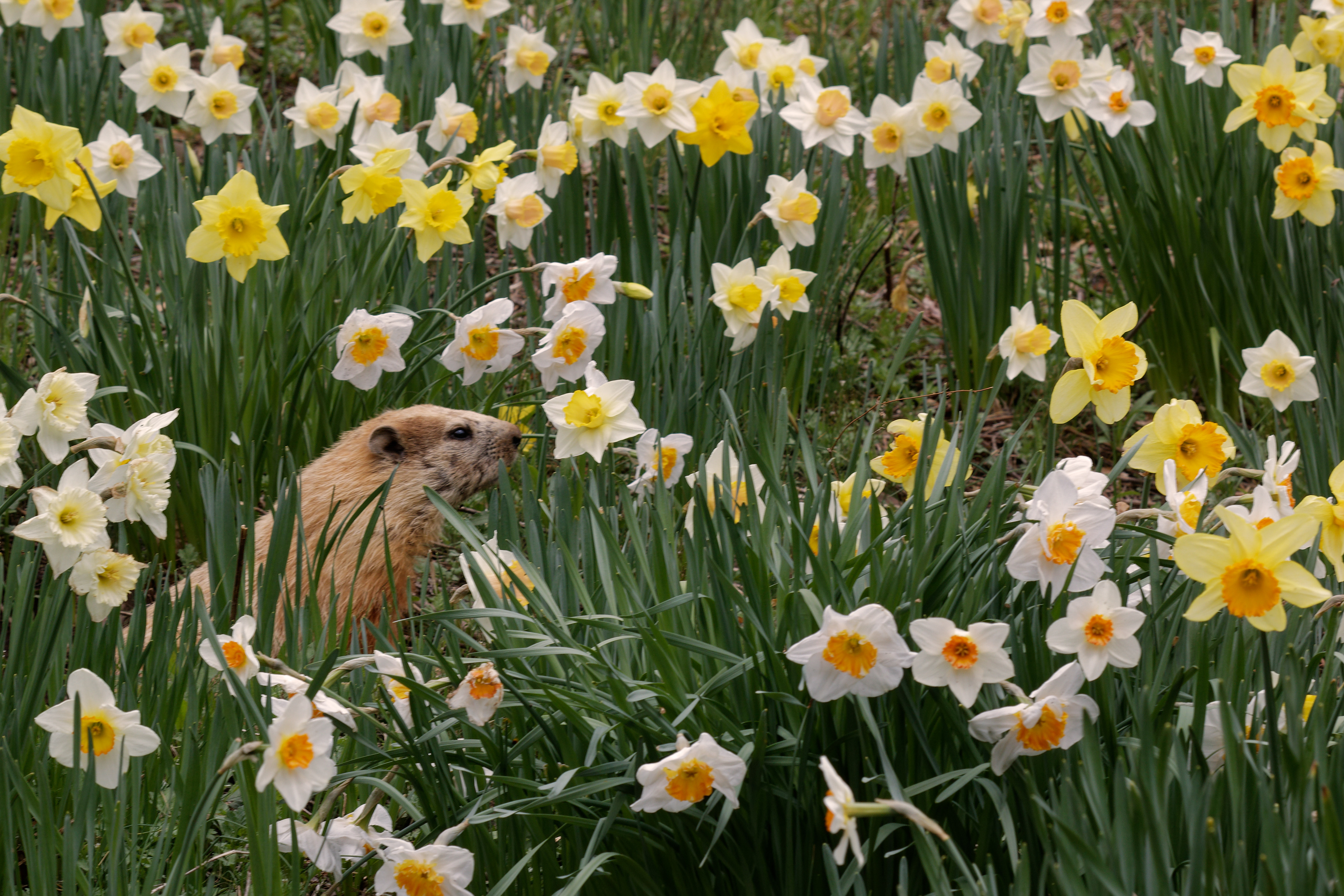 Everyone Loves Daffodils