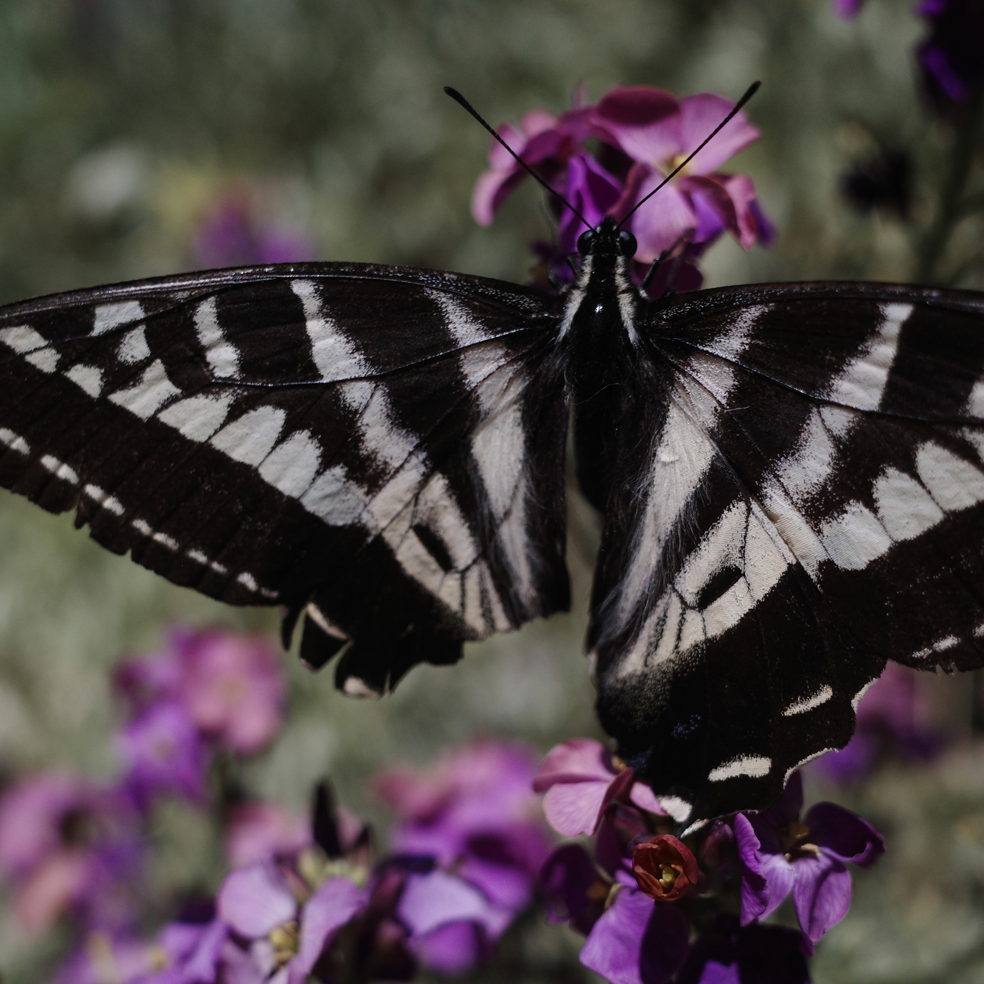 Newport Beach, California
