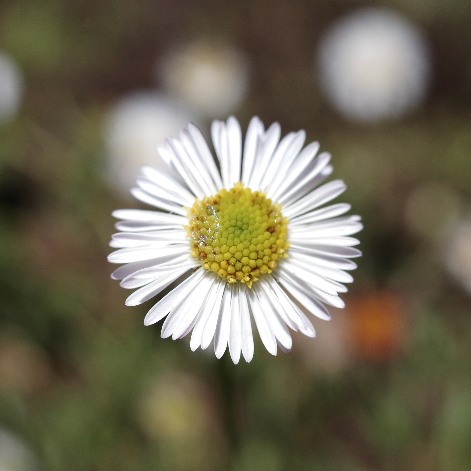 Newport Beach, California