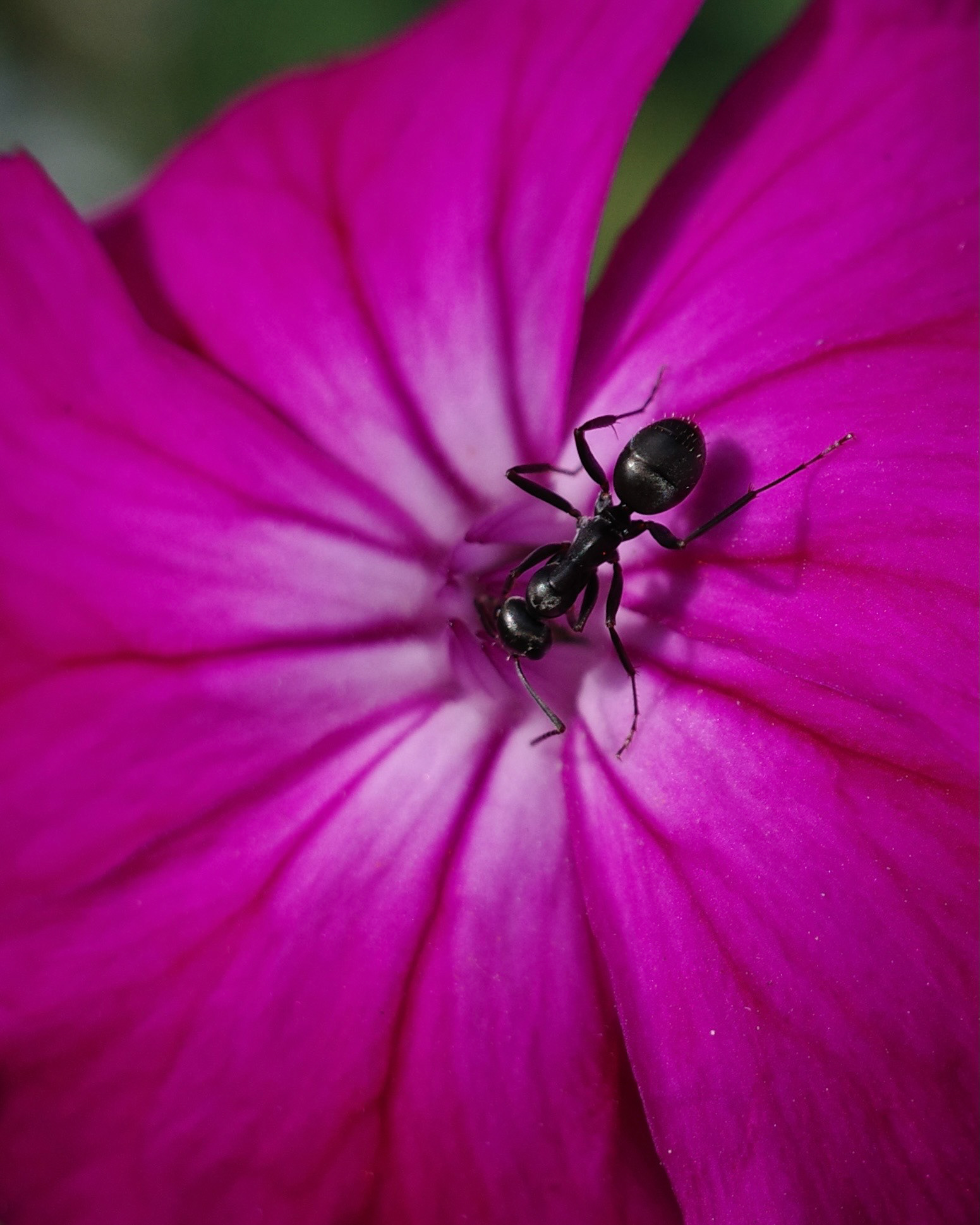 Newport Beach, California
