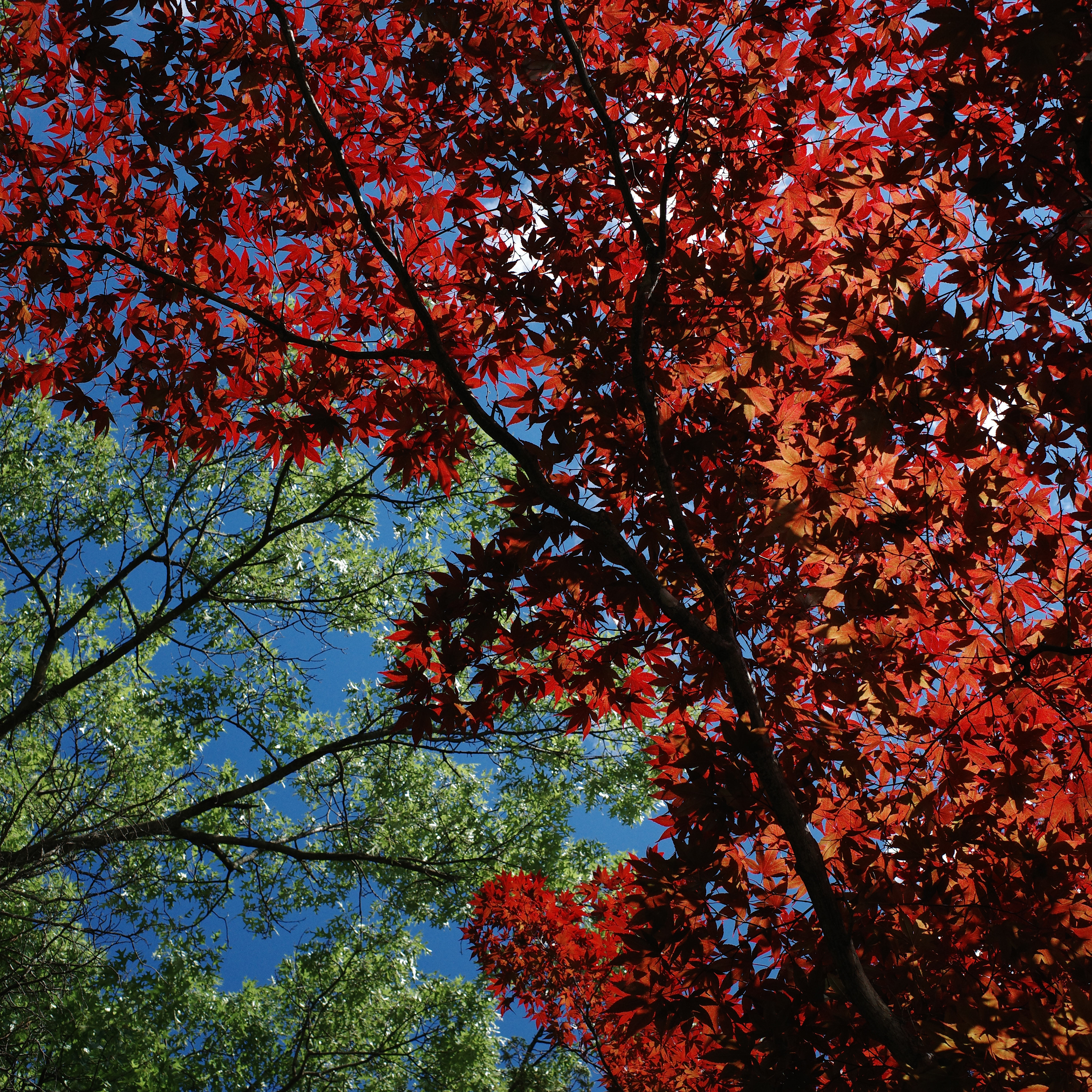 Bloomfield Hills, Michigan