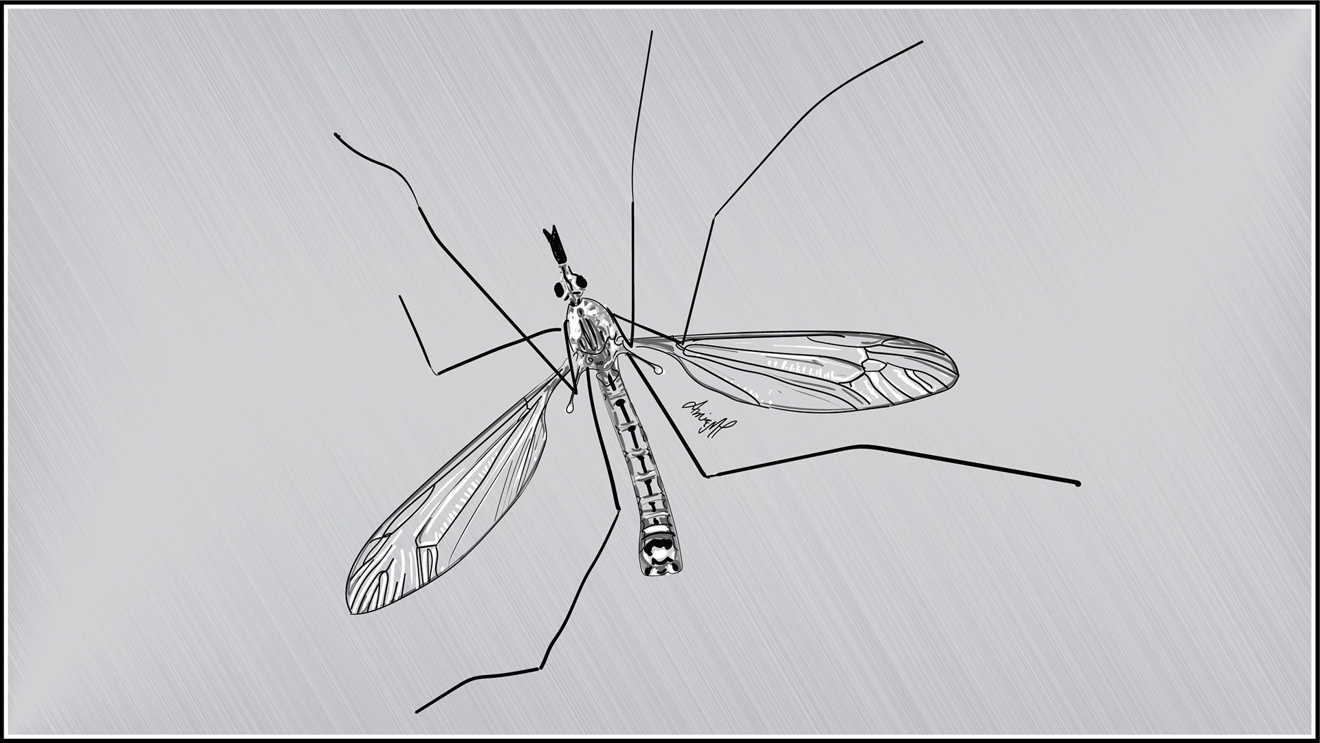 A digital illustration of a mosquito. Done to look like an ink drawing on a very light gray background.